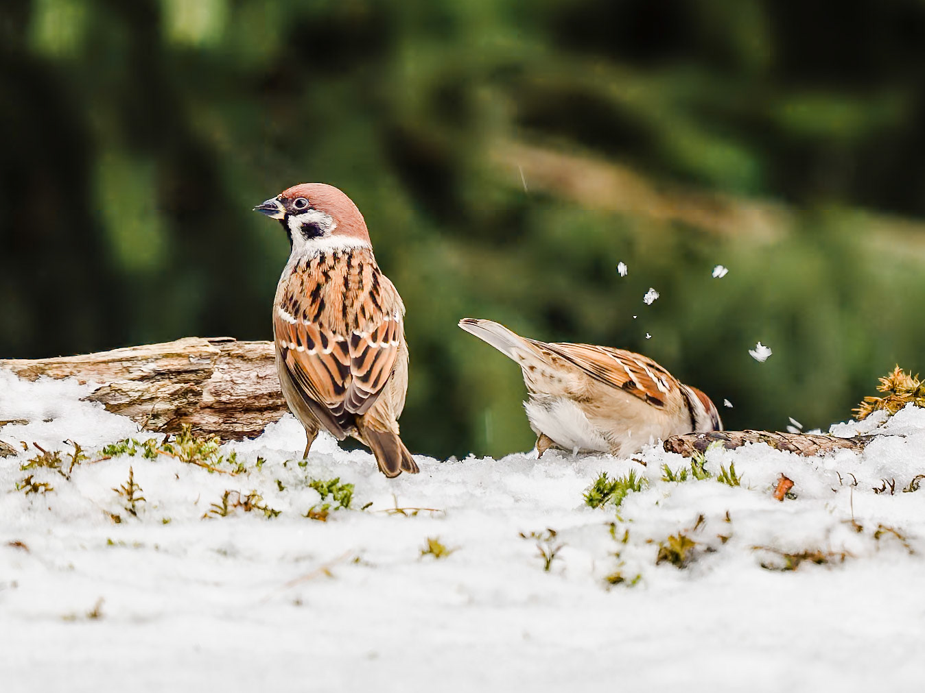 Tree Sparrows