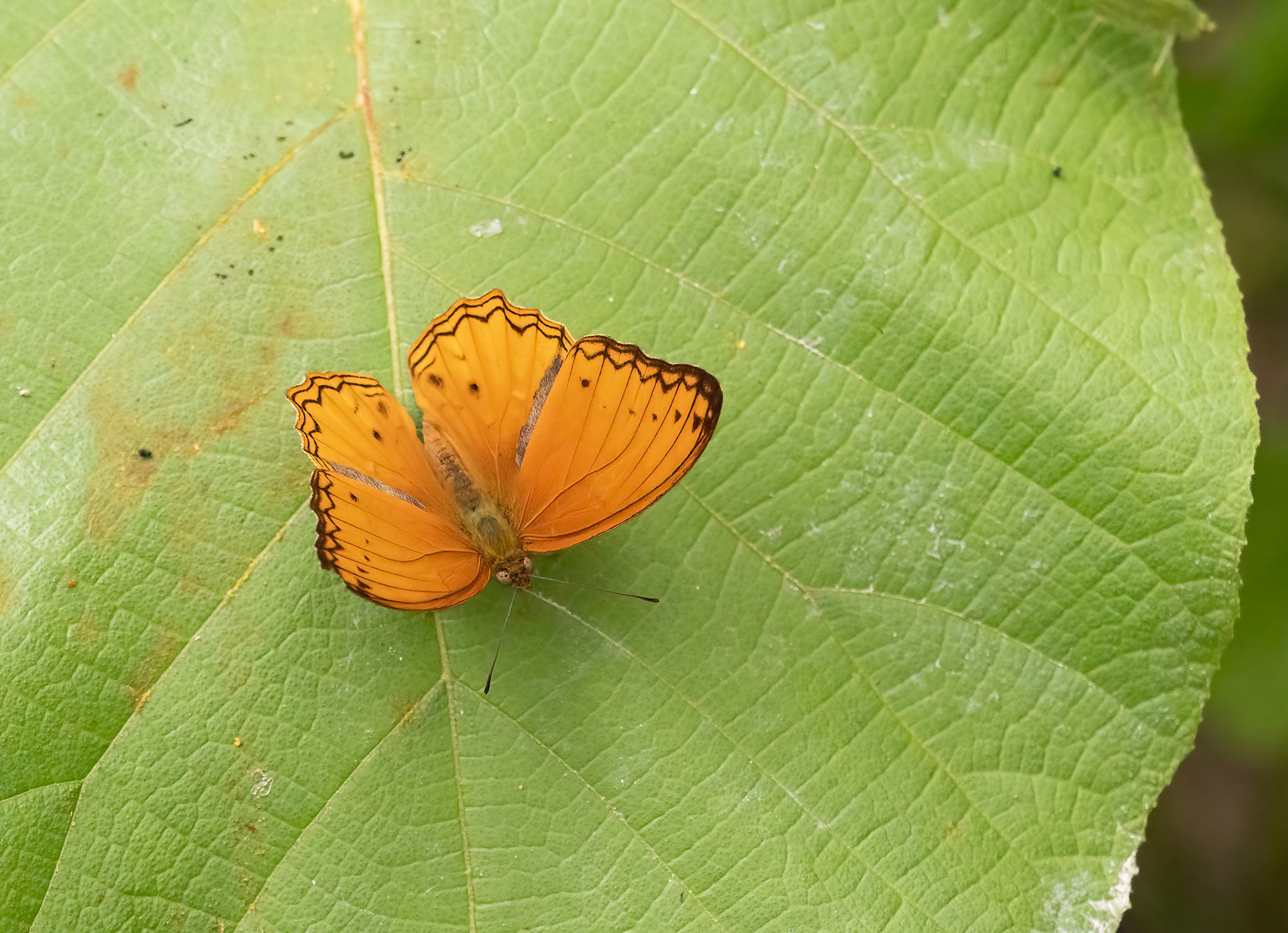 Western Blotched Leopard, Lachnoptera anti cilia