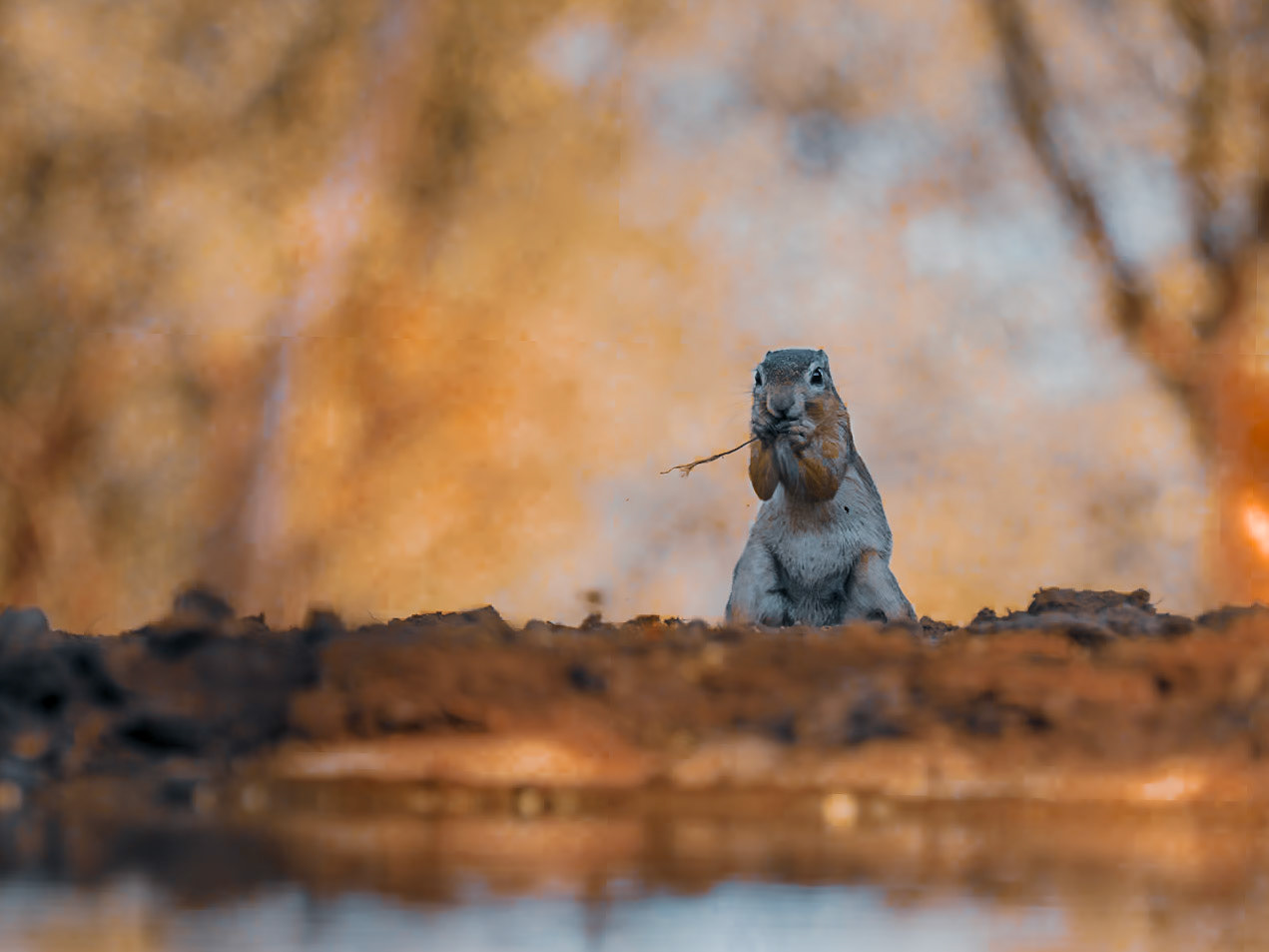 Squirrel at sunrise