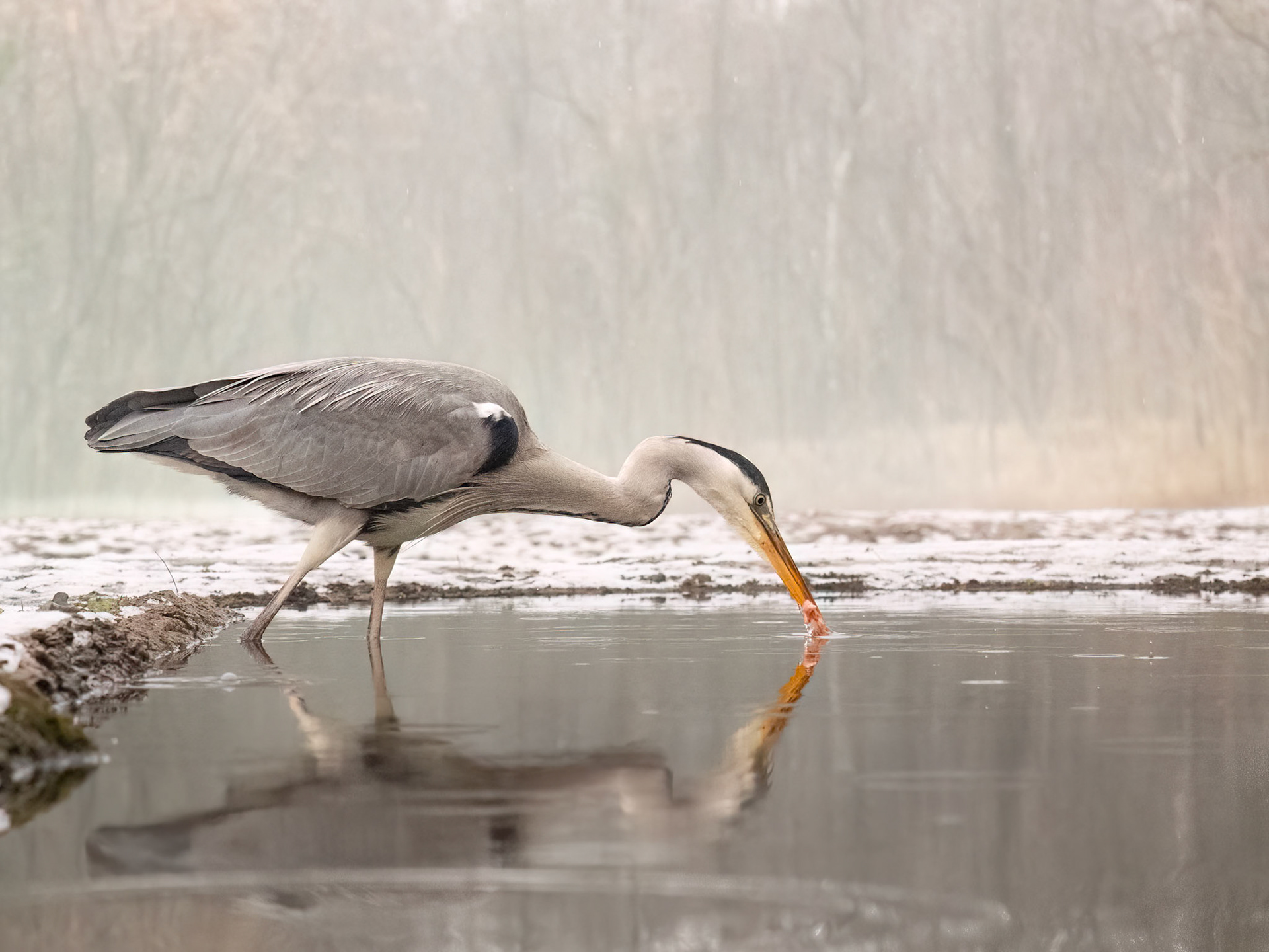 Grey Heron
