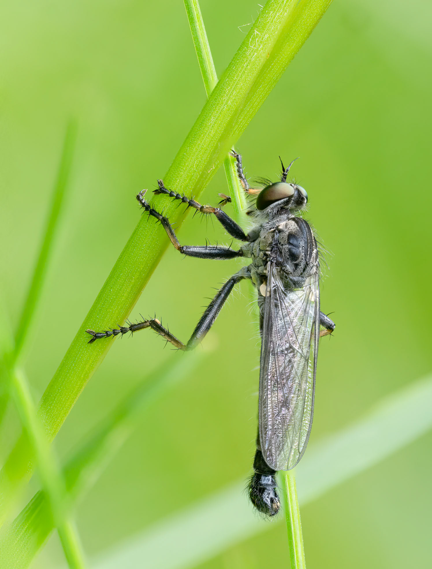 Robber fly