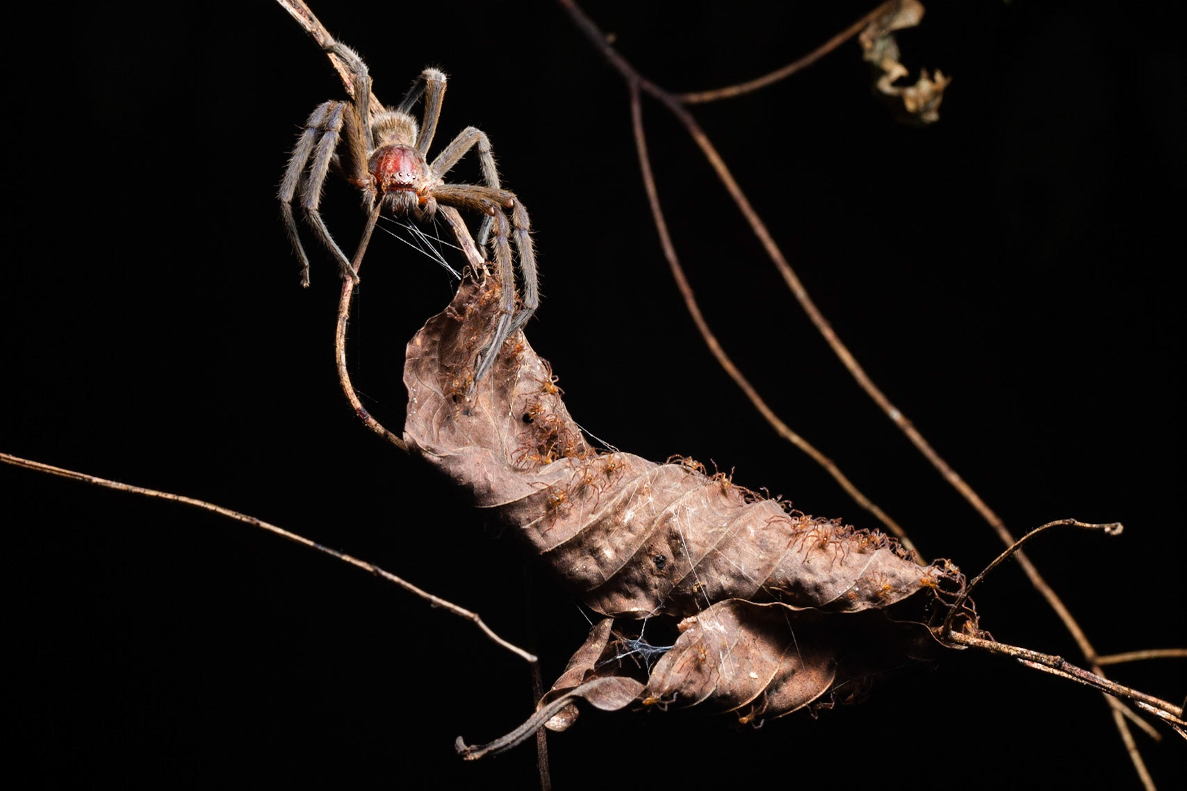 Huntsman Spider with her newly hatched brood of spiderlings (Gnathopalystes sp.)