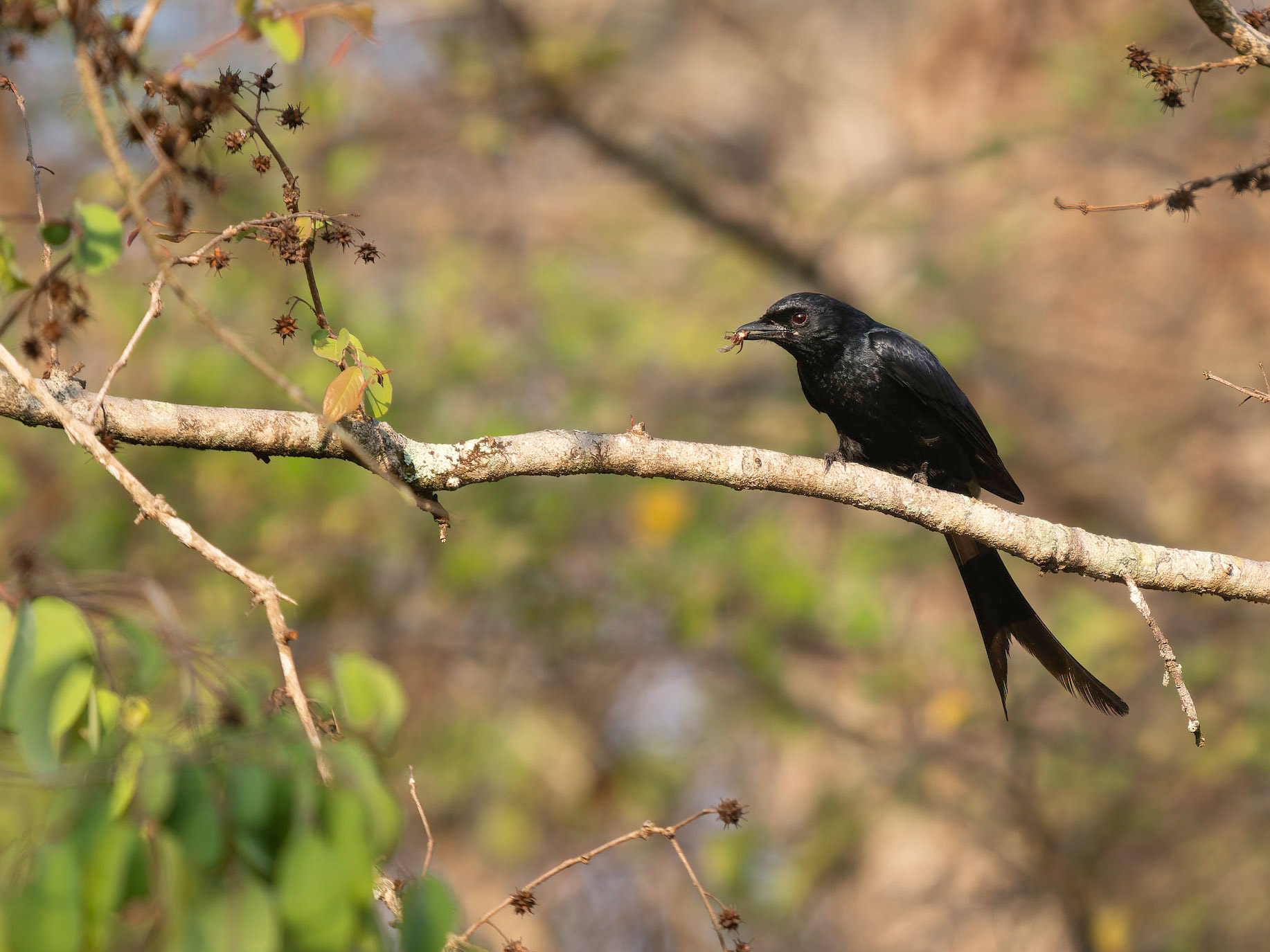 Black Drongo