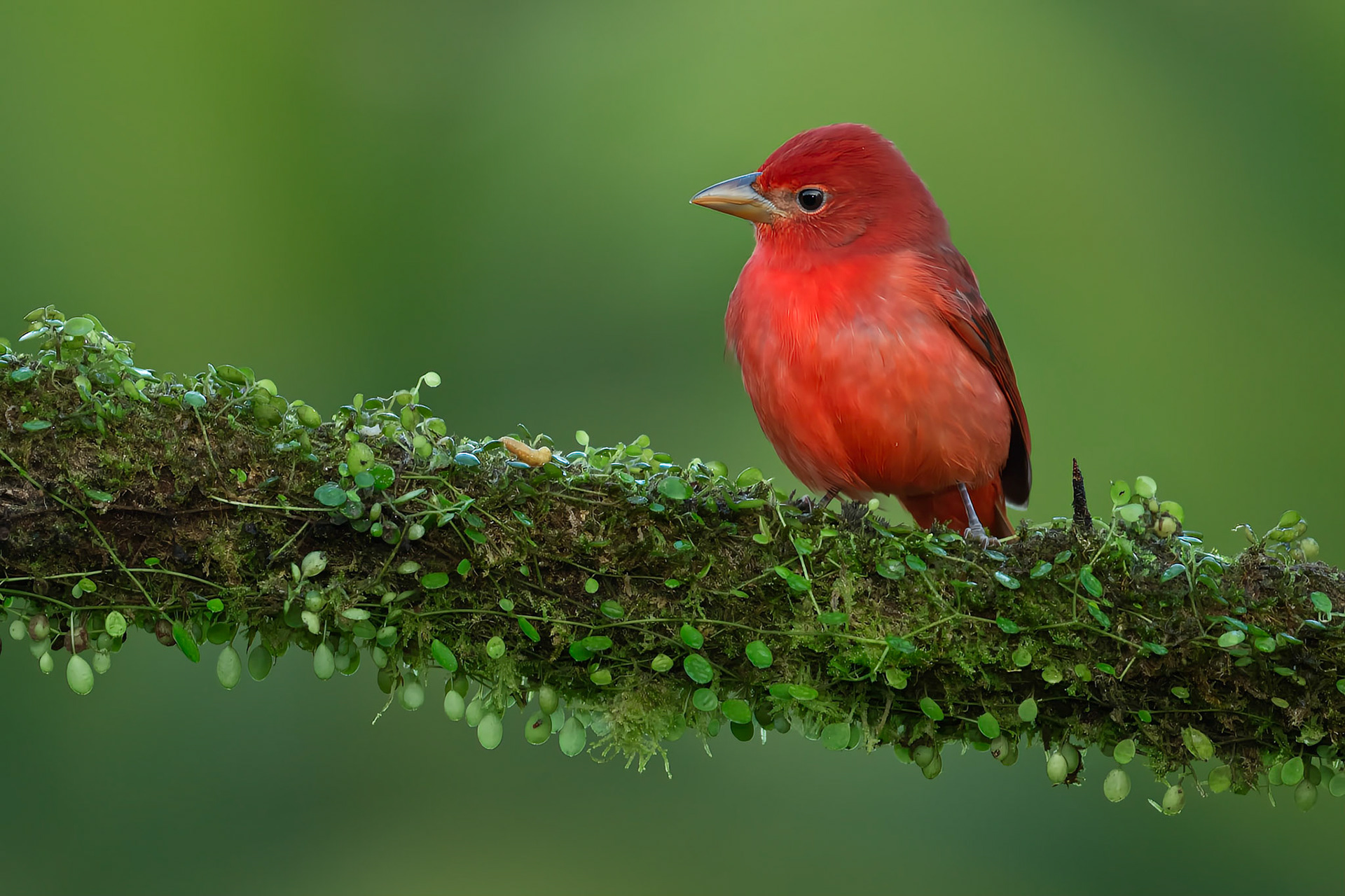 male Summer Tanager