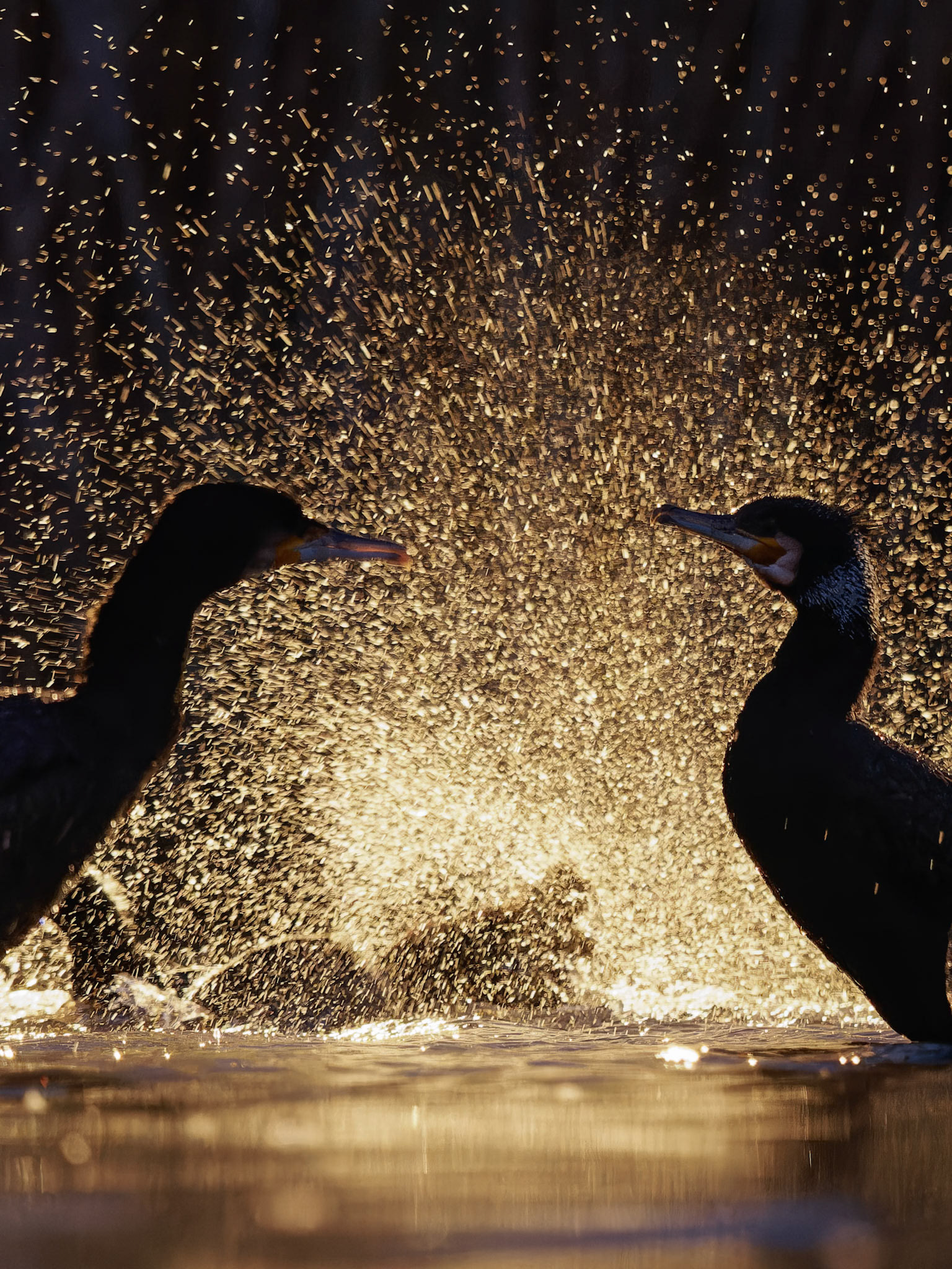 Cormorants in the spray