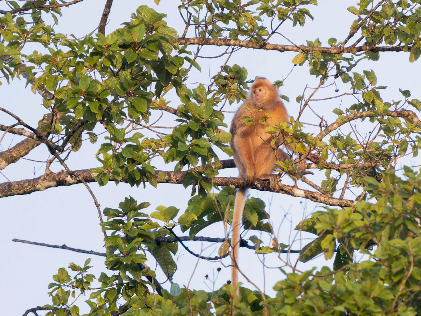 White Morph of Silver Langur