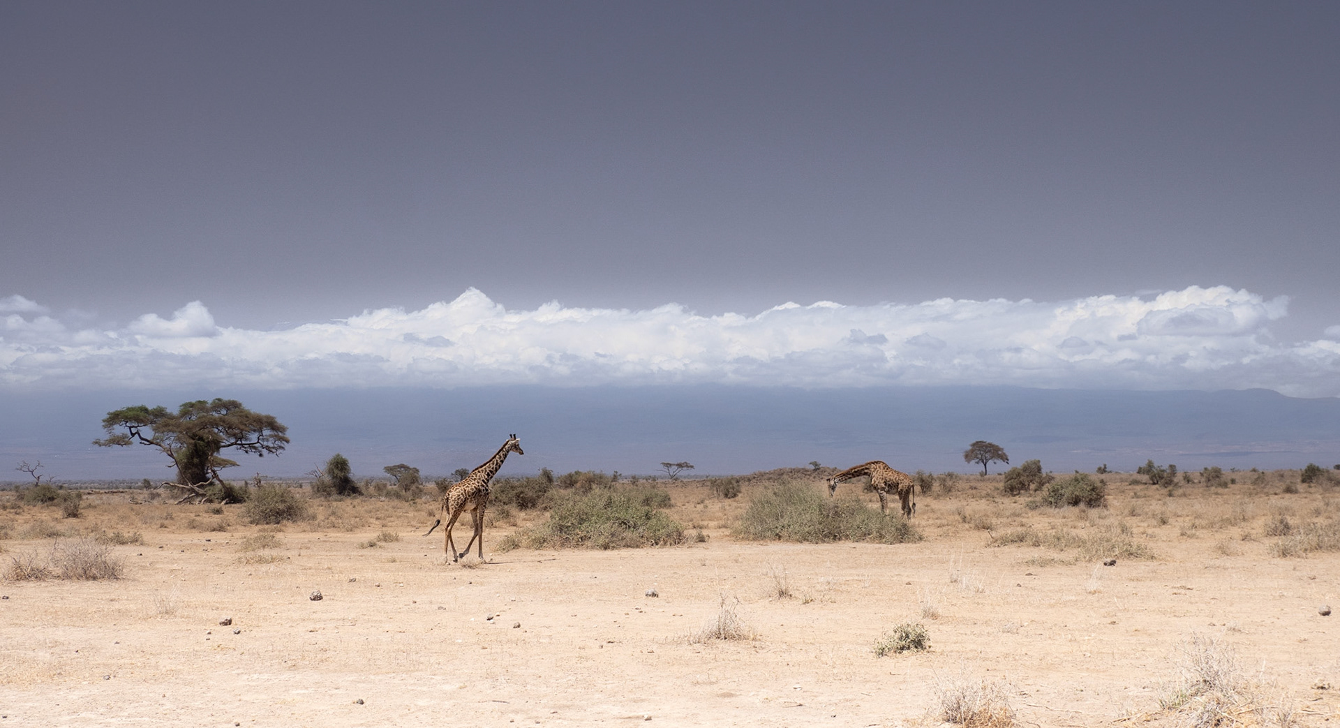 Maasai Giraffes