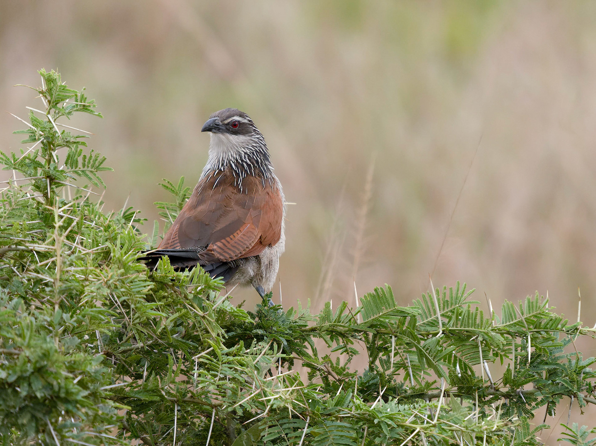White Browed Coucal