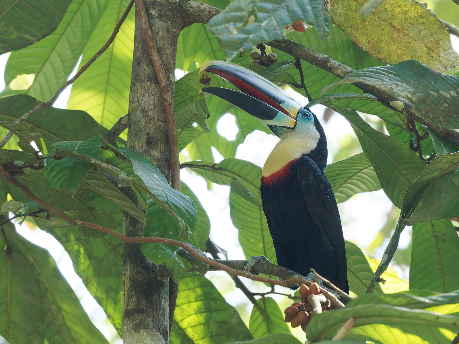 Citron-throated Toucan feeding