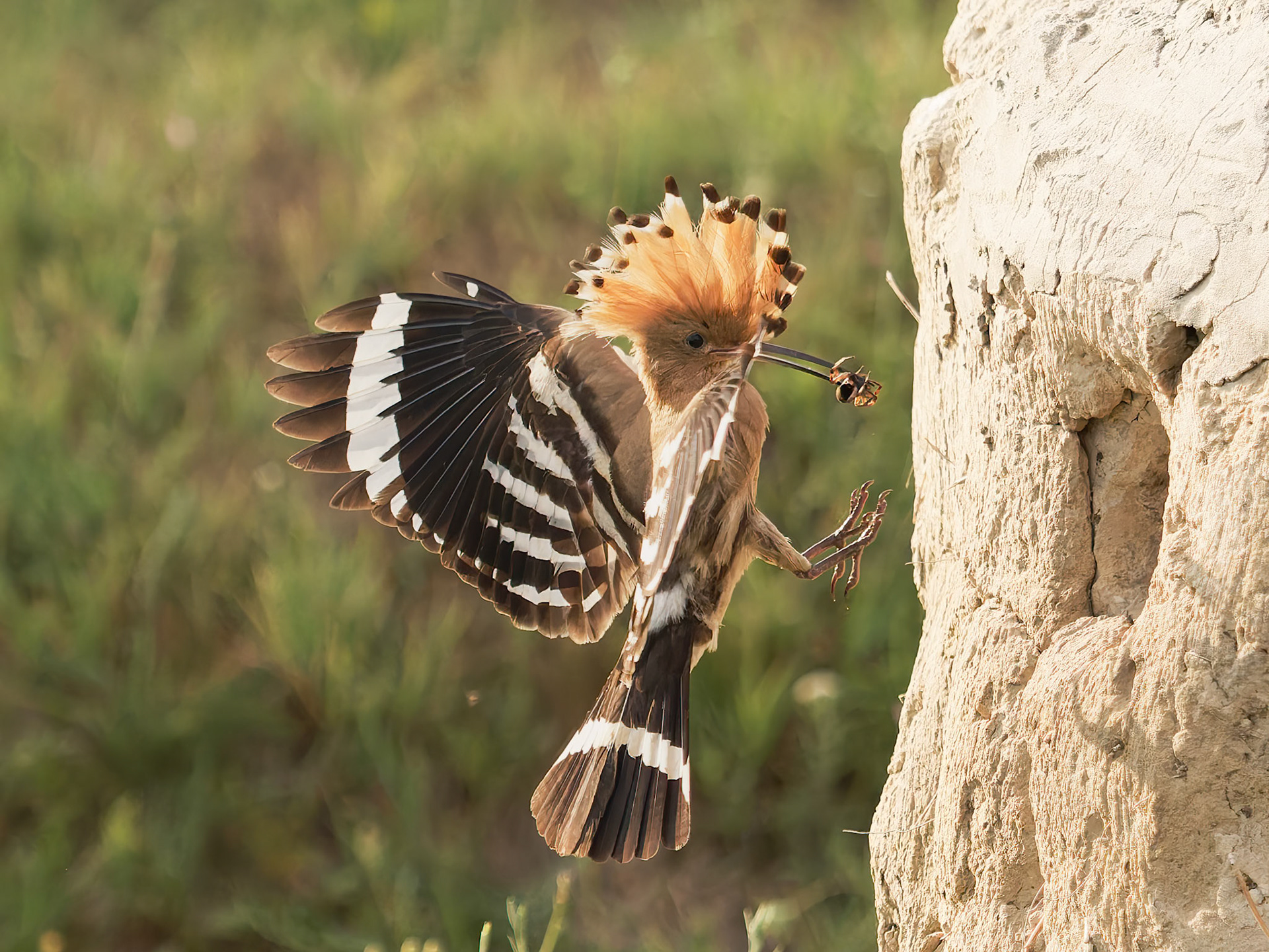 Hoppoe with food for young at nest