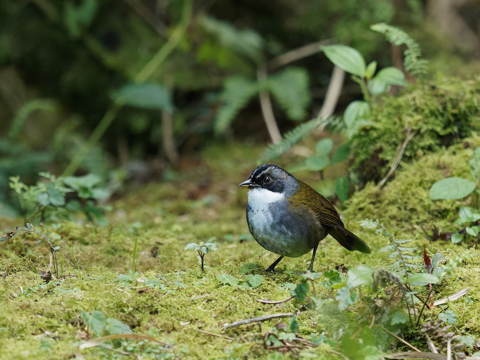 Stripe-headed Brush-finch
