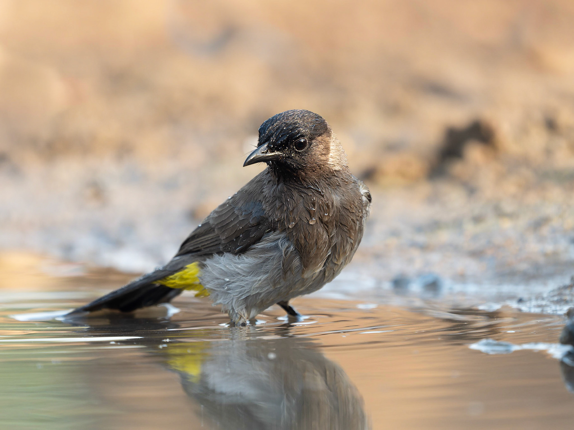 Dark-capped Bulbul bathing