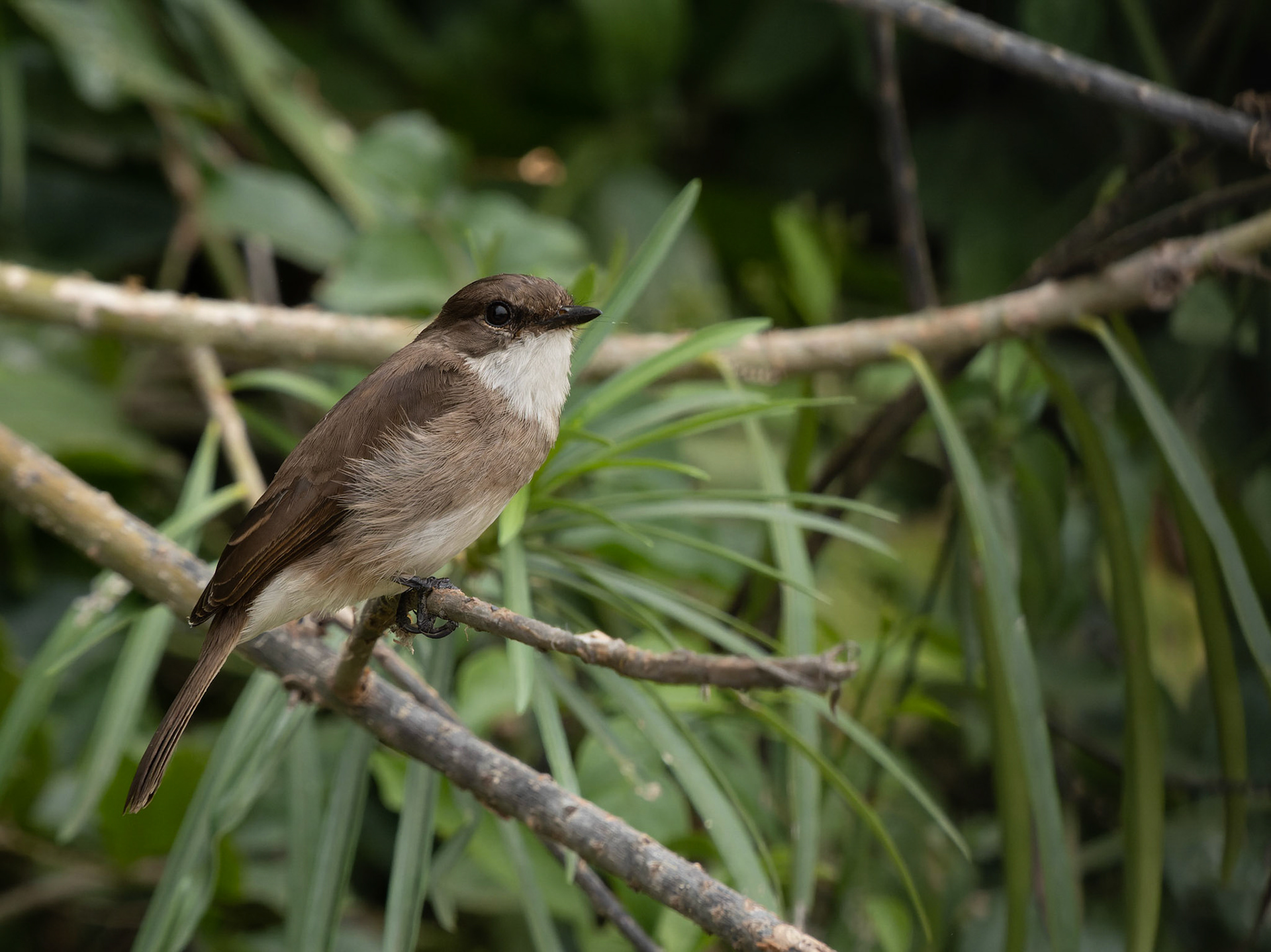 Swamp Flycatcher