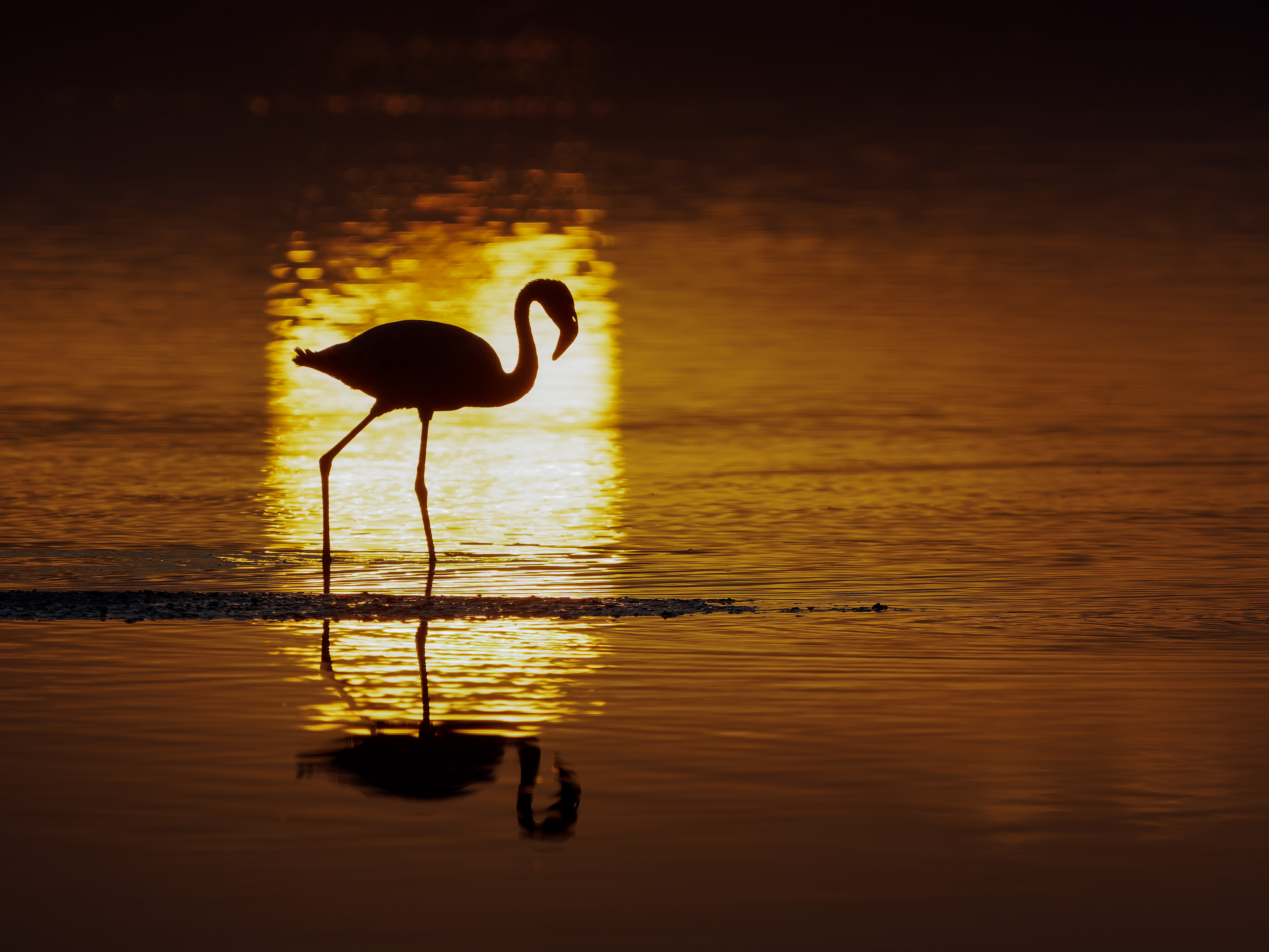 Flamingo at Sunrise