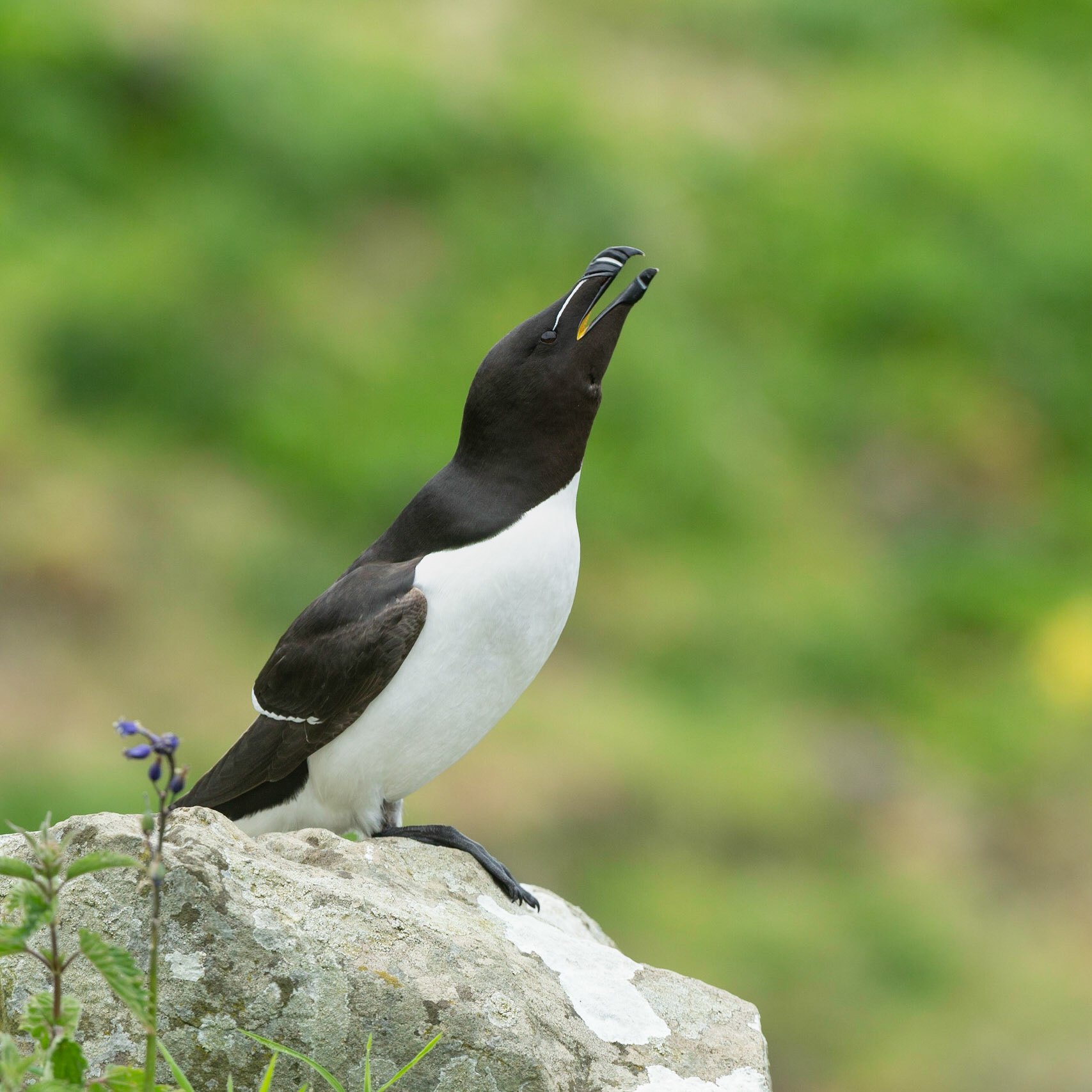 Razorbill