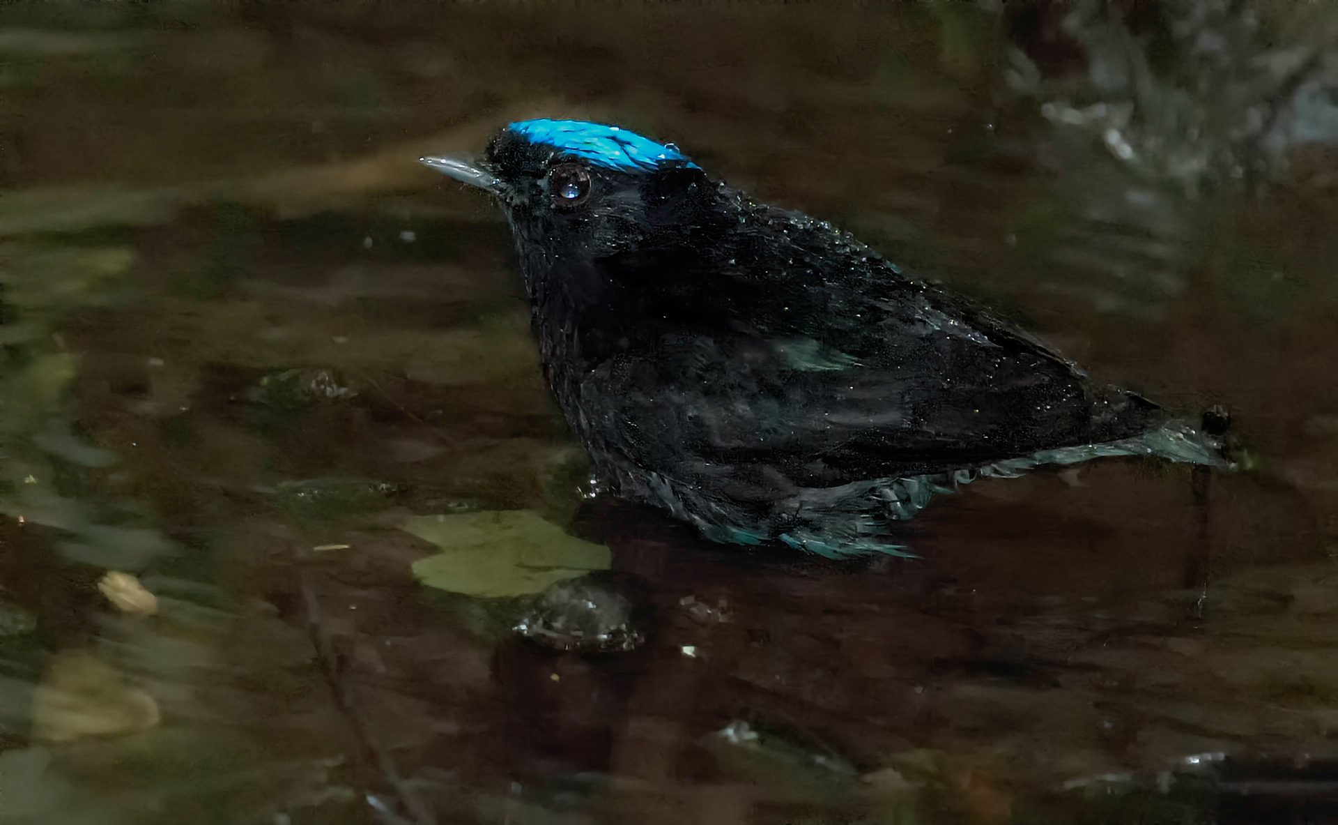 Blue-capped Manakin bathing as light fails