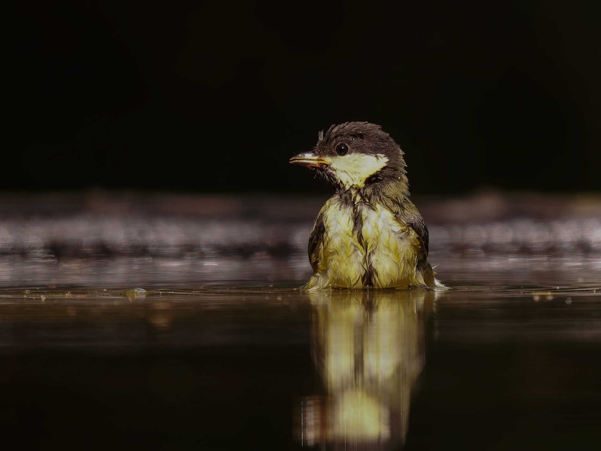 Great Tit bathing
