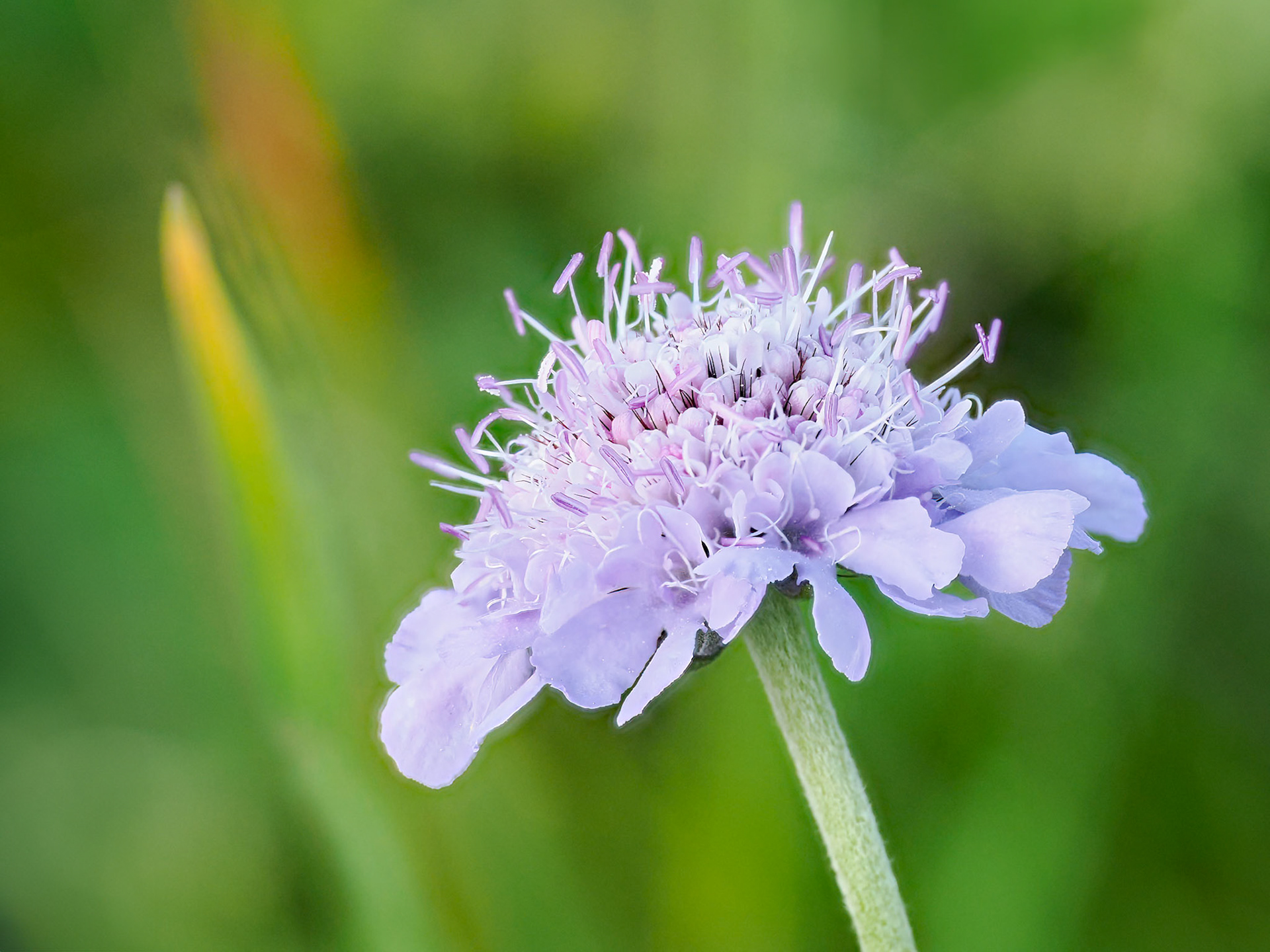 Field Scabious