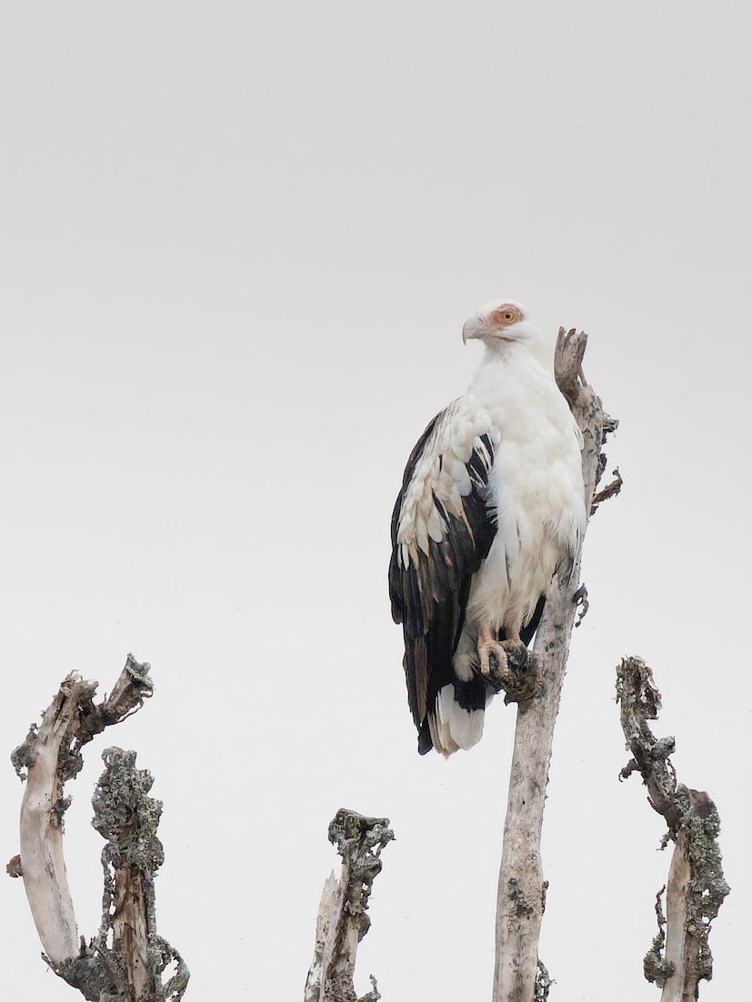 Palm-nut Vulture