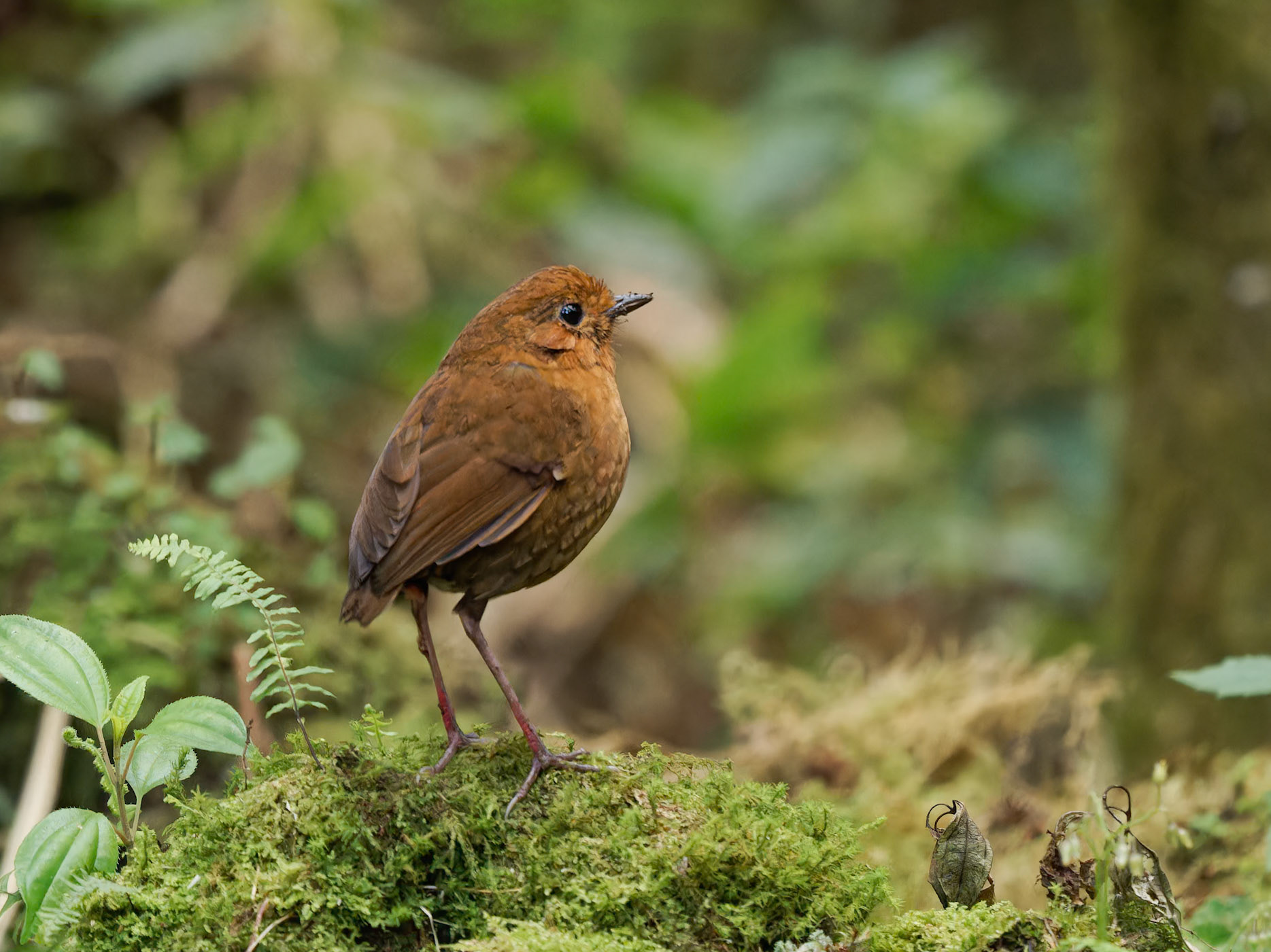 Tawny Antpitta