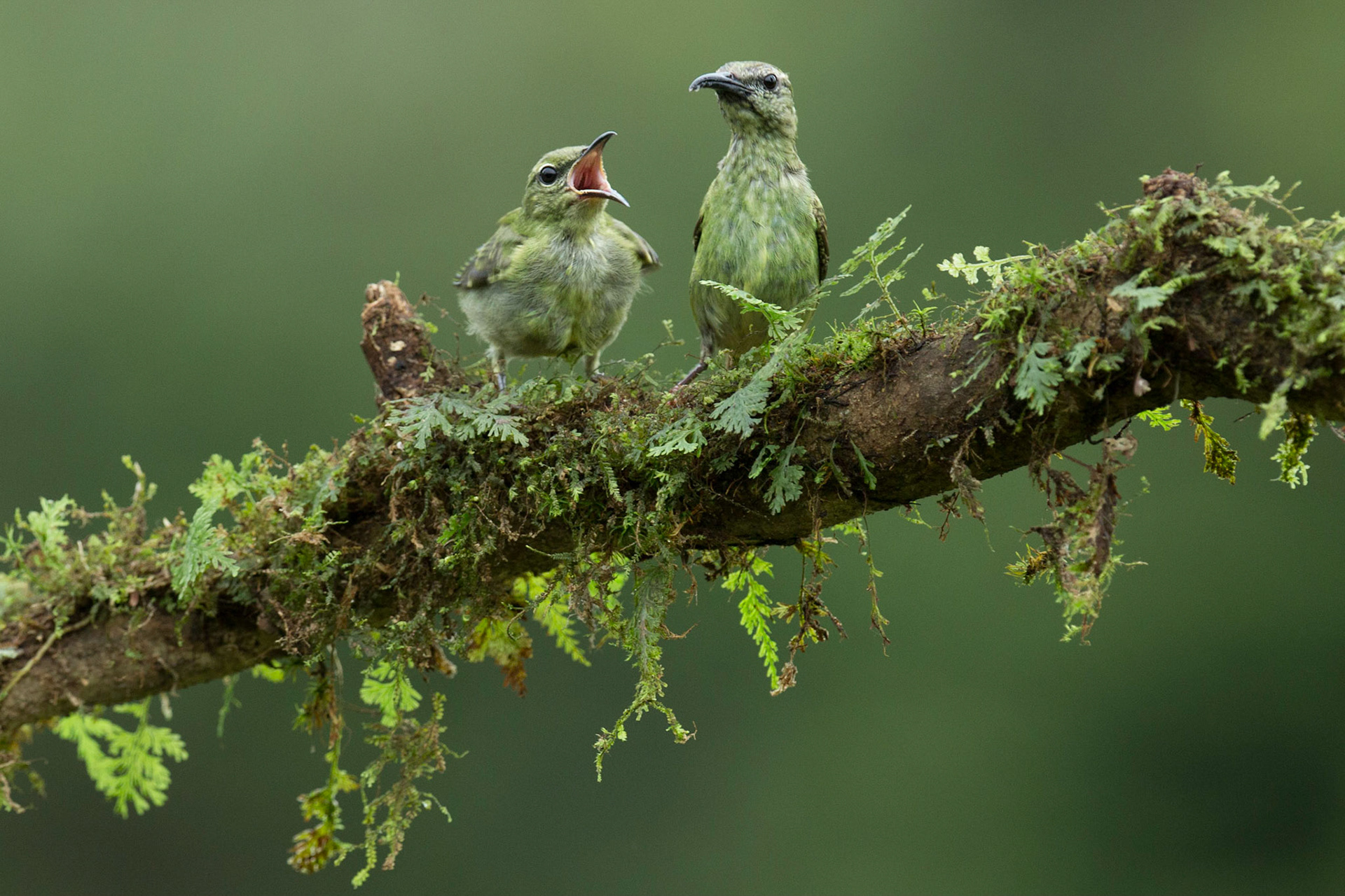 Female Red Legged Honeycreeper with young