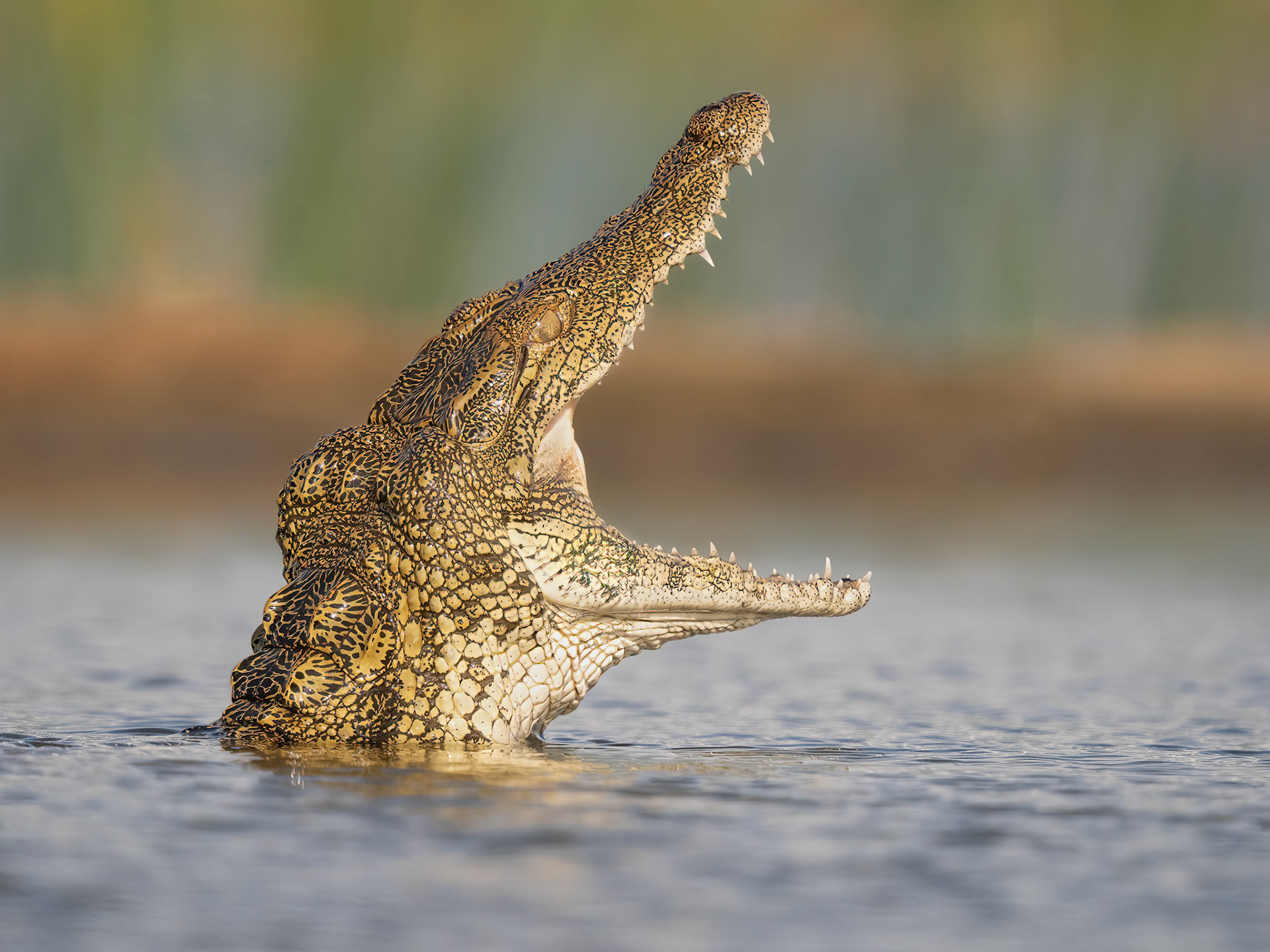 Nile Crocodile