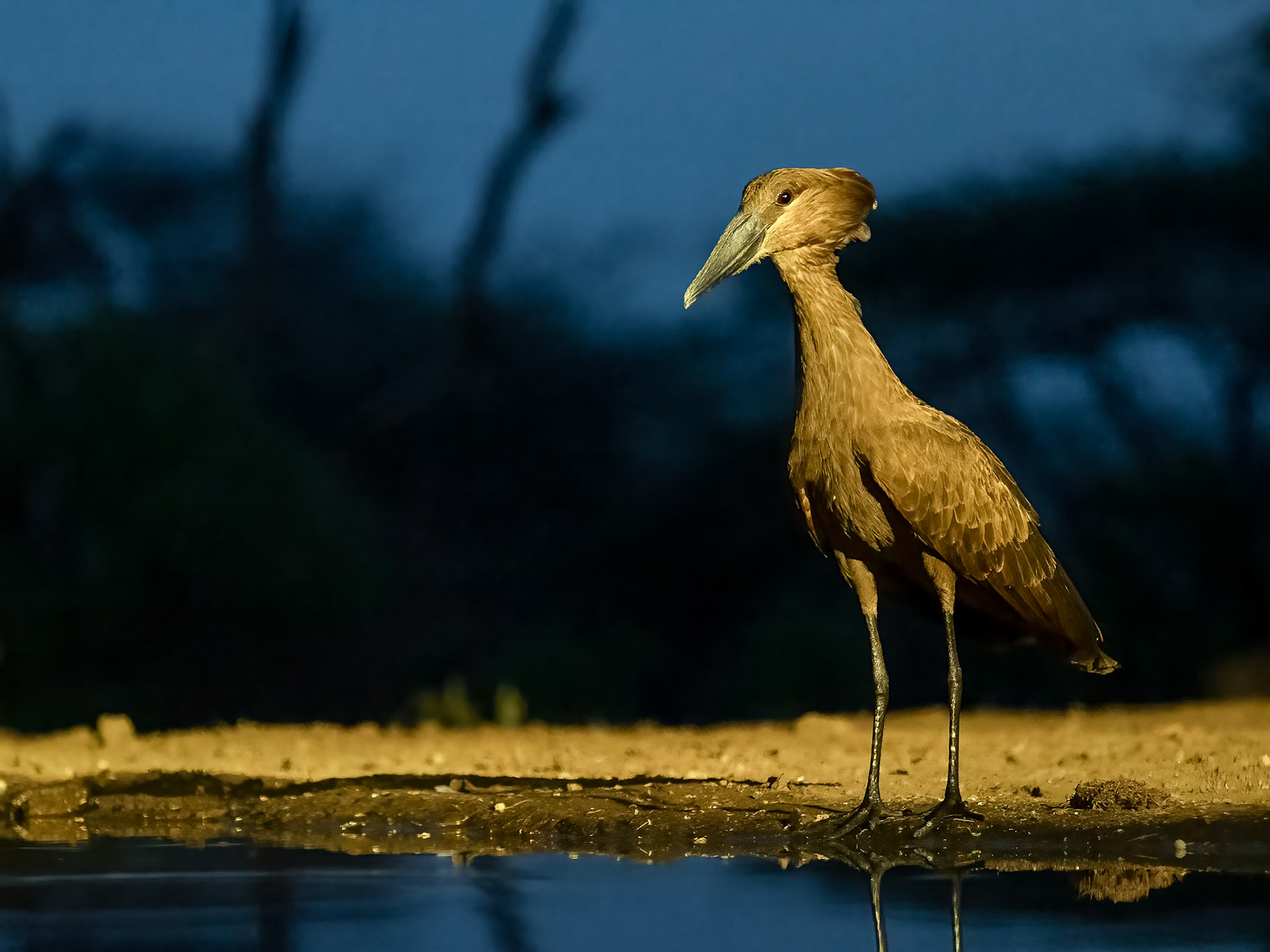 Hammerkop
