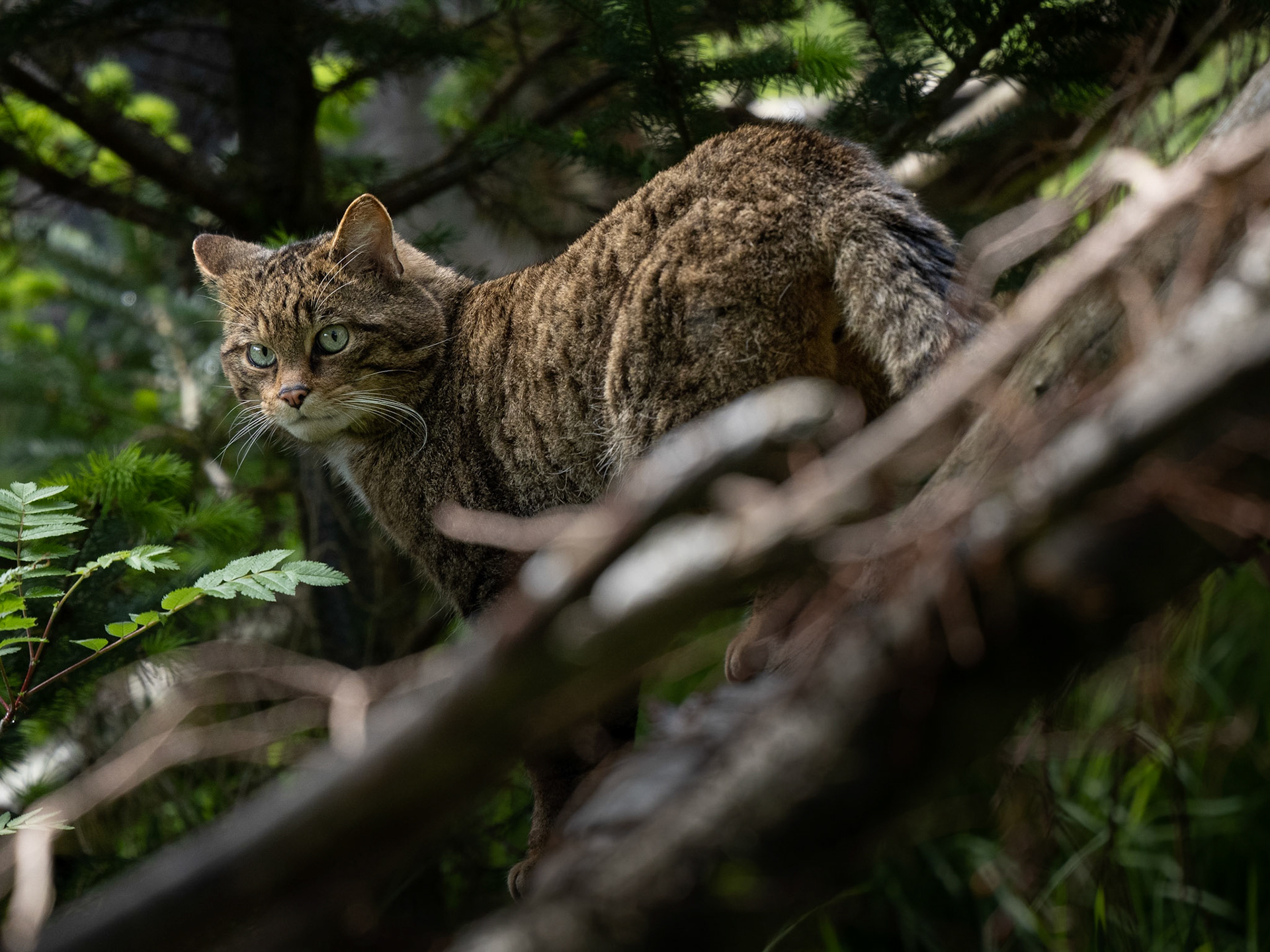 Scottish Wild Cat in breeding programme