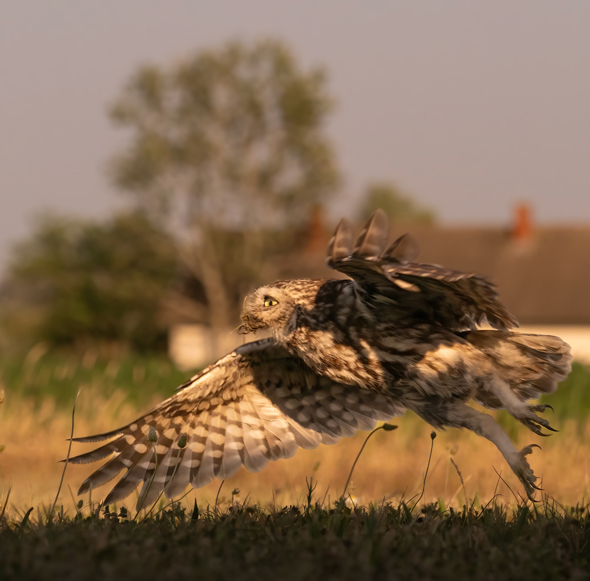 Little Owl with prey