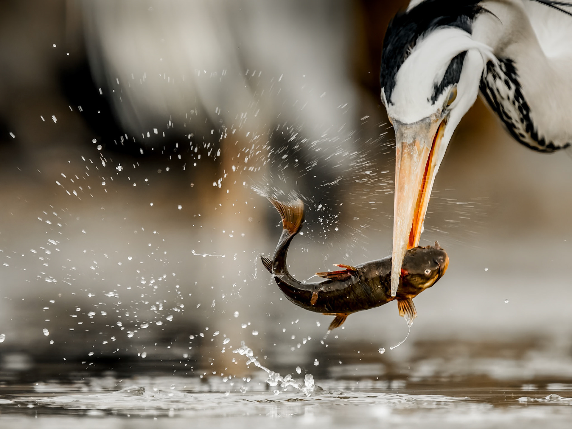 Grey Heron with fish