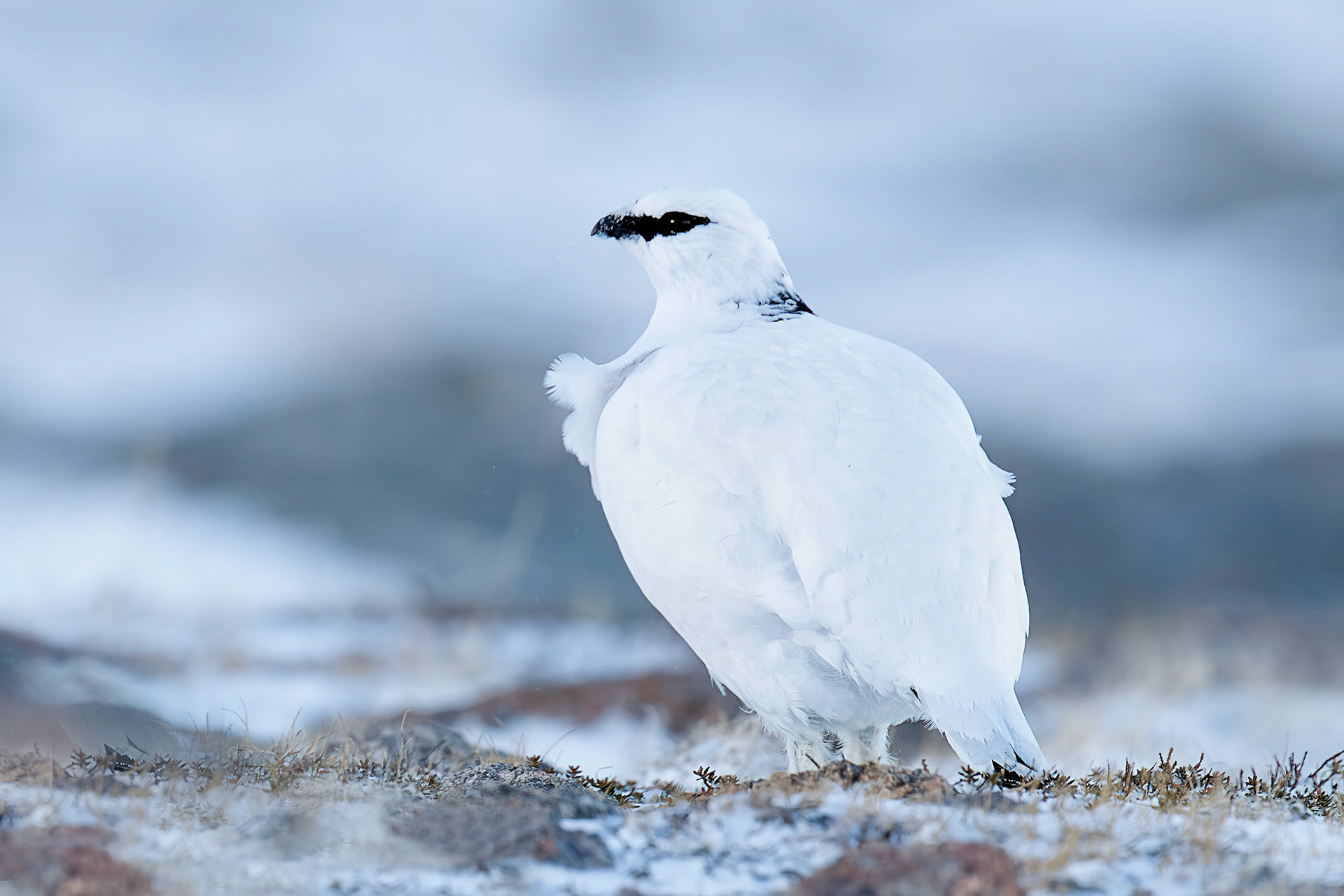 Ptarmigan (Lagopus muta)