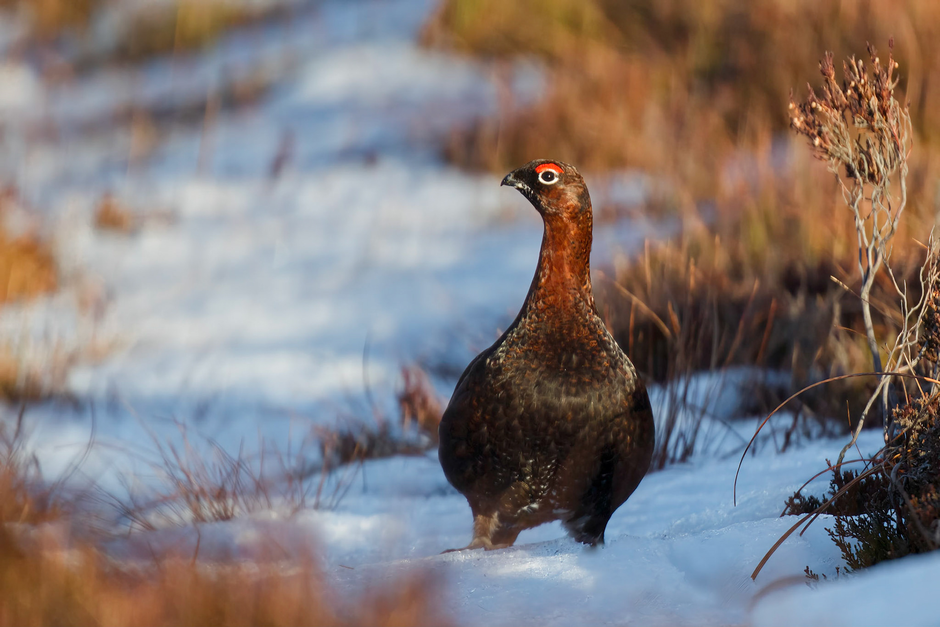 Red Grouse in snow