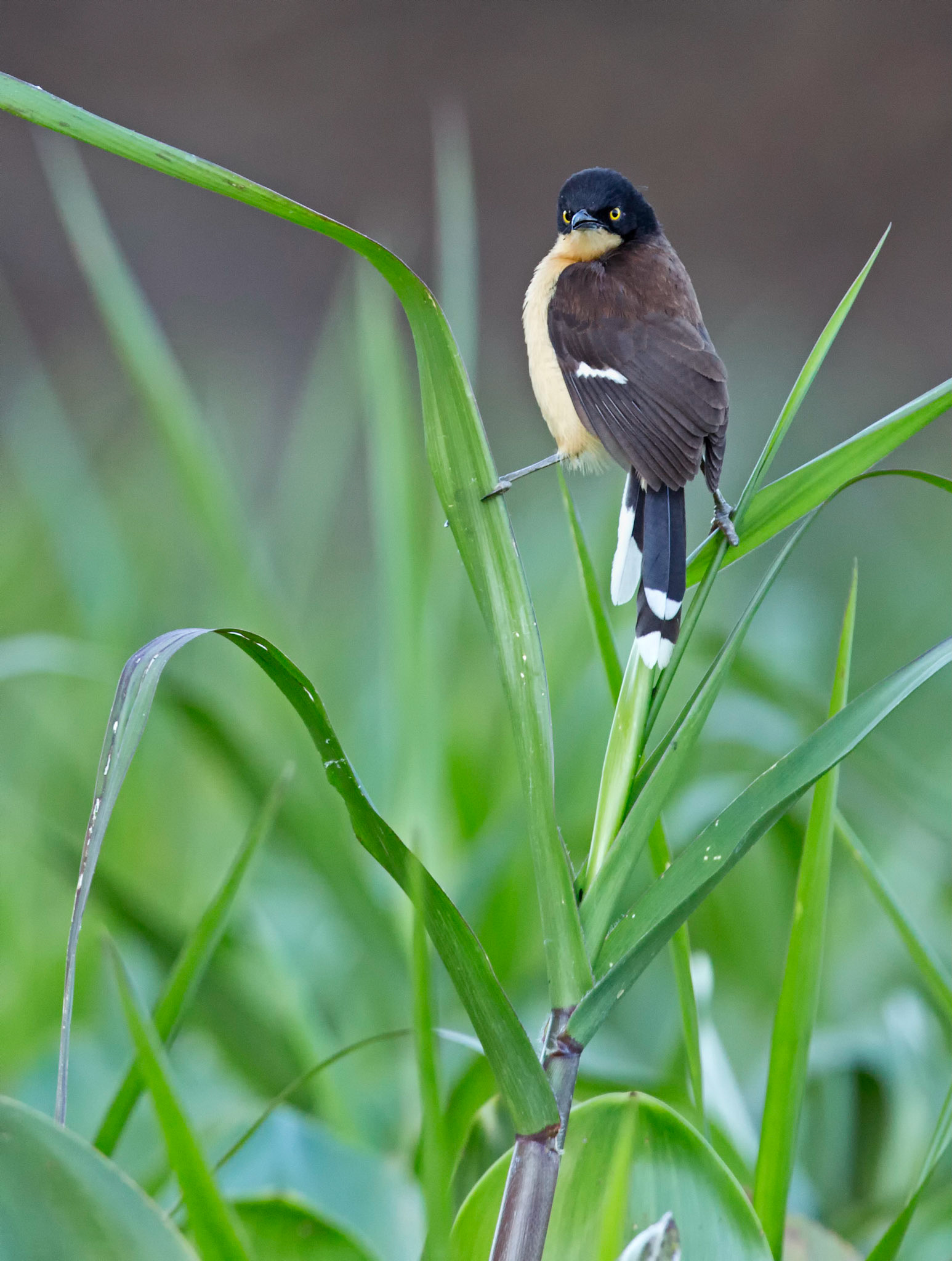 Black capped Donacobius