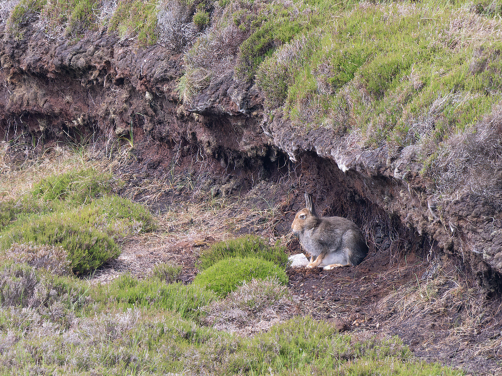 Mountain Hare