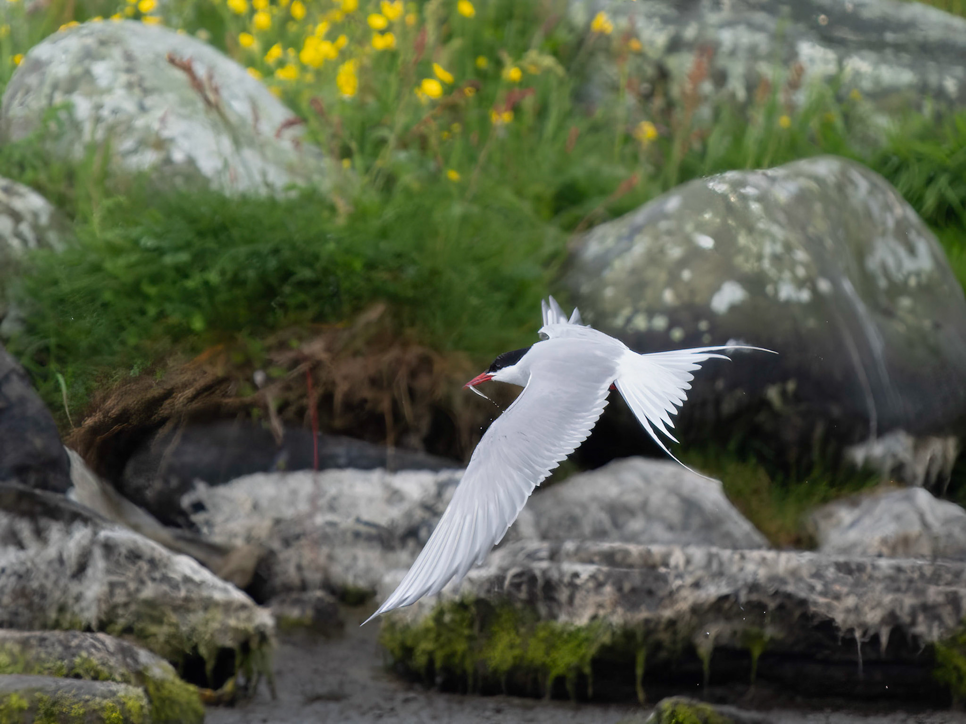 Arctic Tern with fish