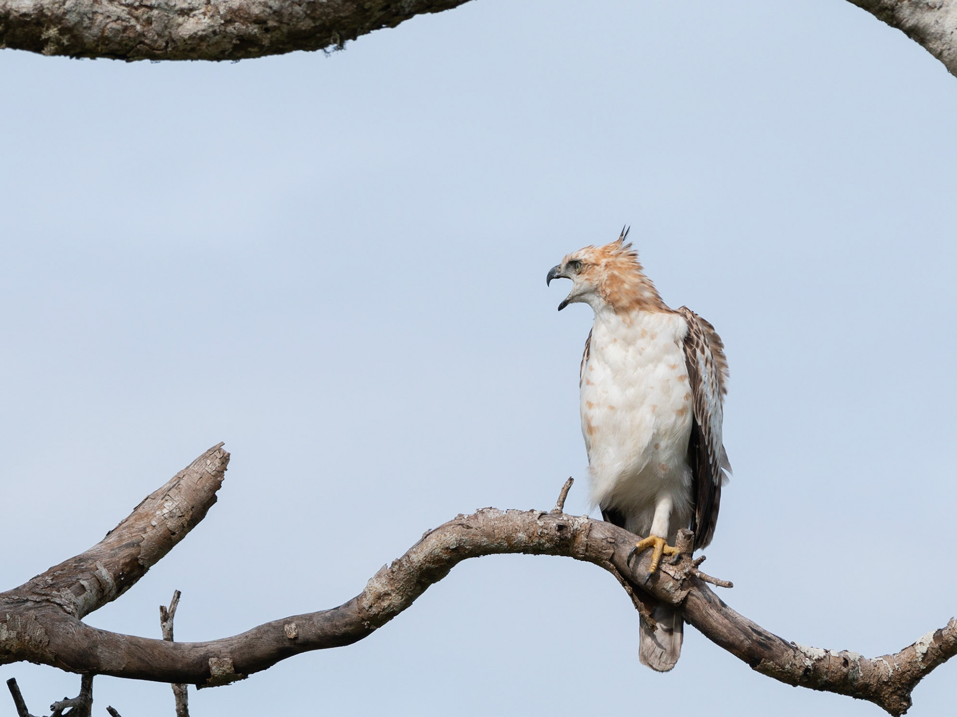 Crtested Hawk Eagle calling