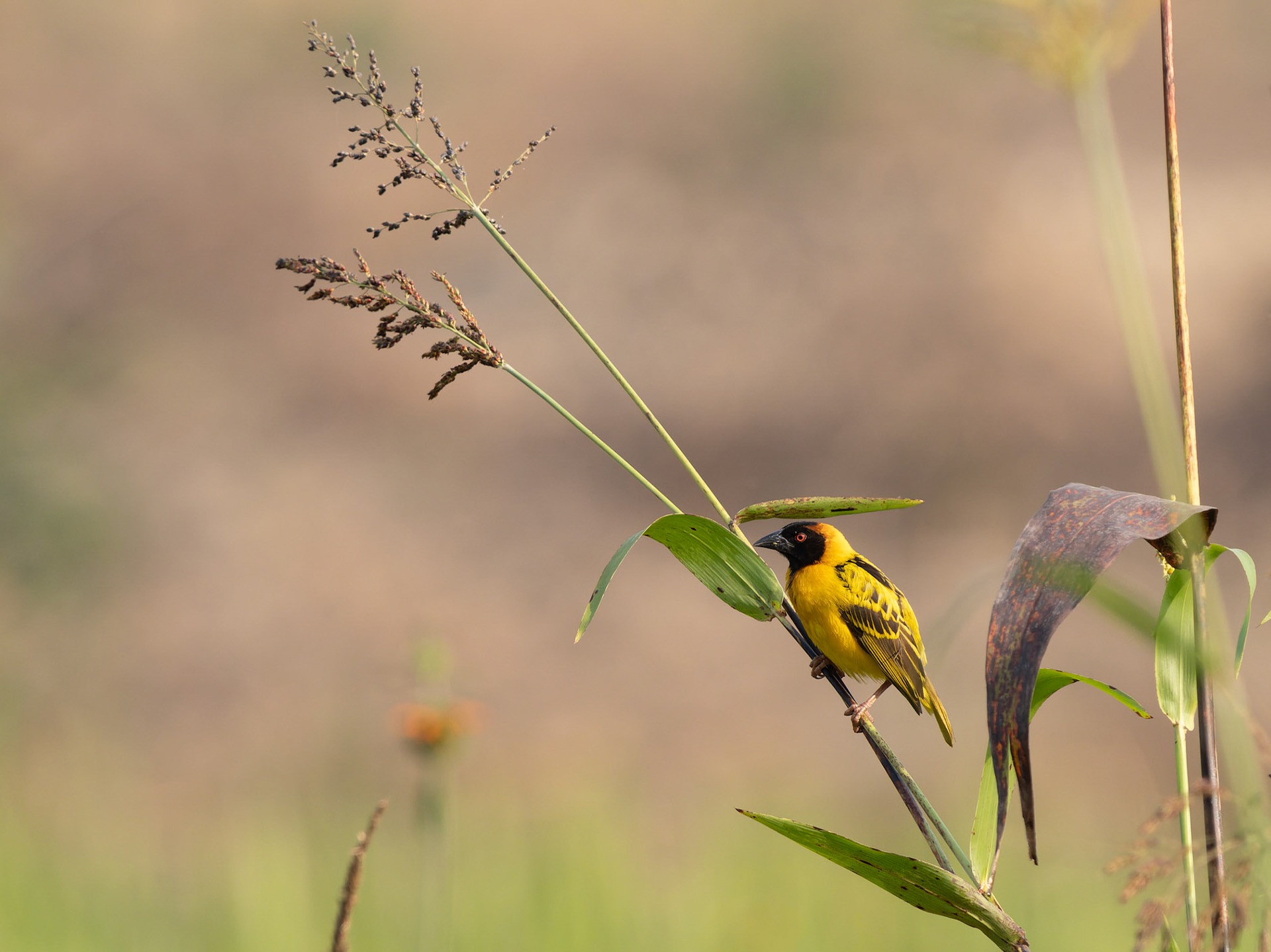 Village Weaver