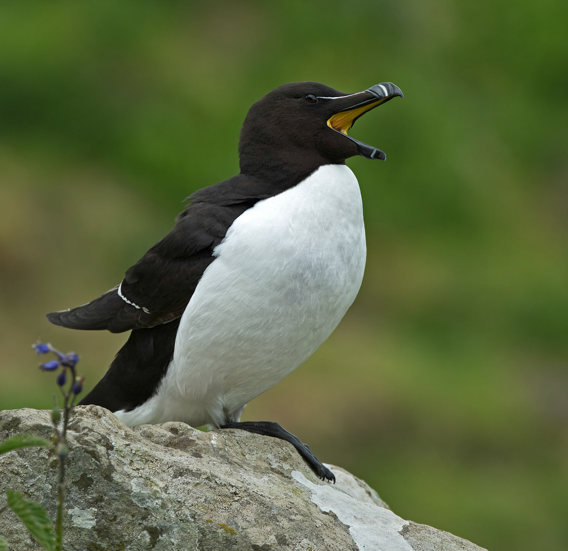Razorbill (Alca torda)