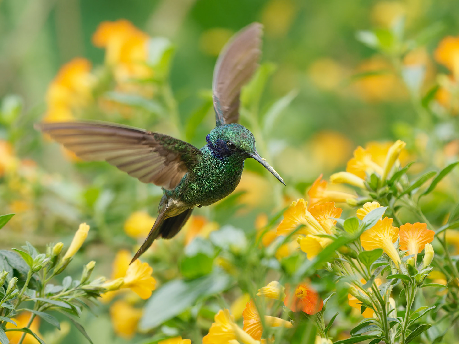 Hummingbird feeding