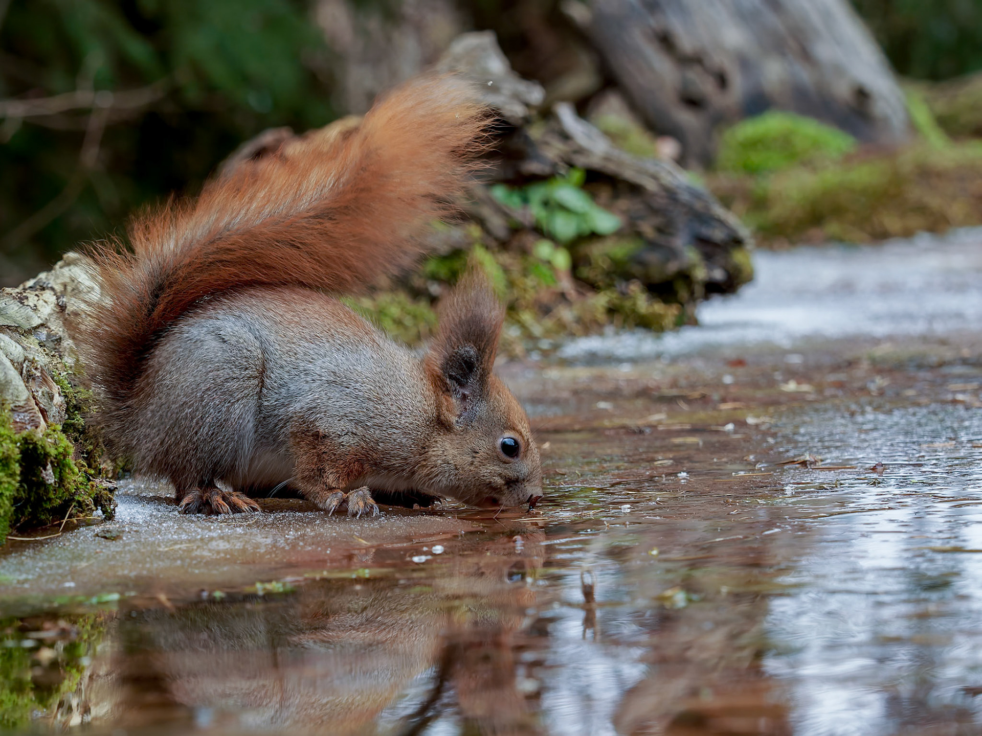 Red Squirrel drinking on the semi frozen water