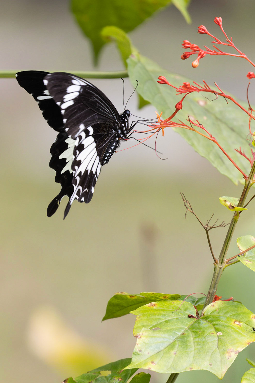 Black and White Helen Swallowtail (Paoilio nephews)