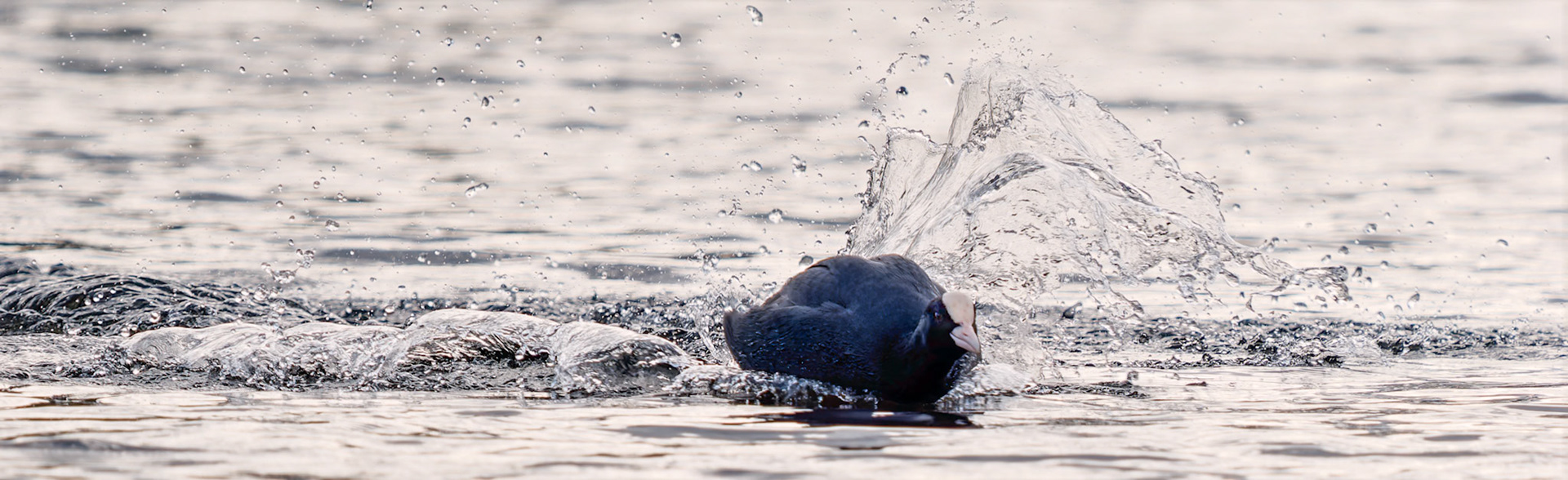 Moorhen in a hurry