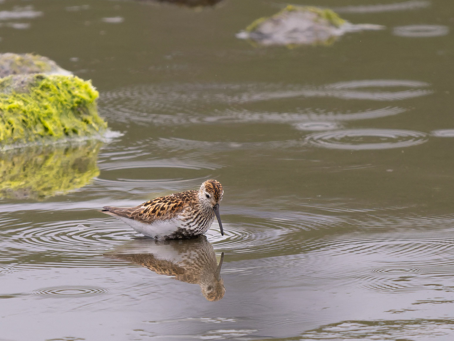 Dunlin