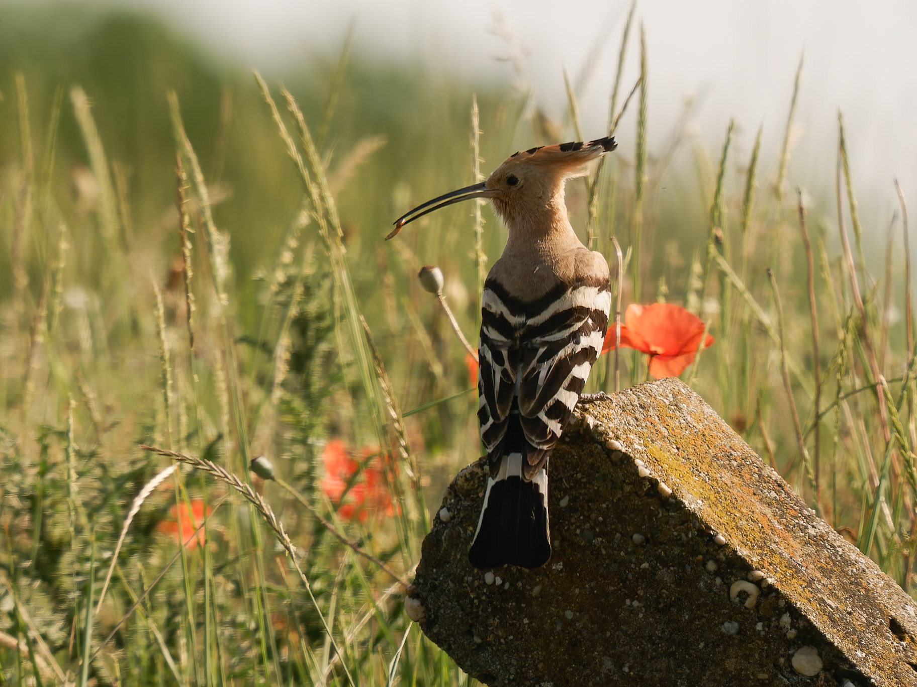 Hoopoe