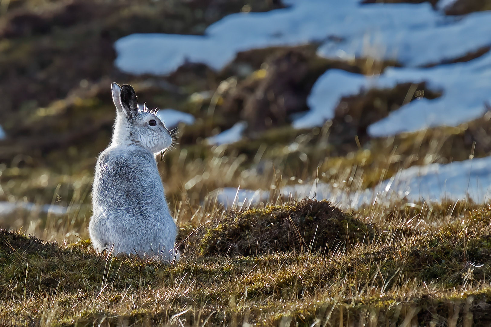 Mountain Hare