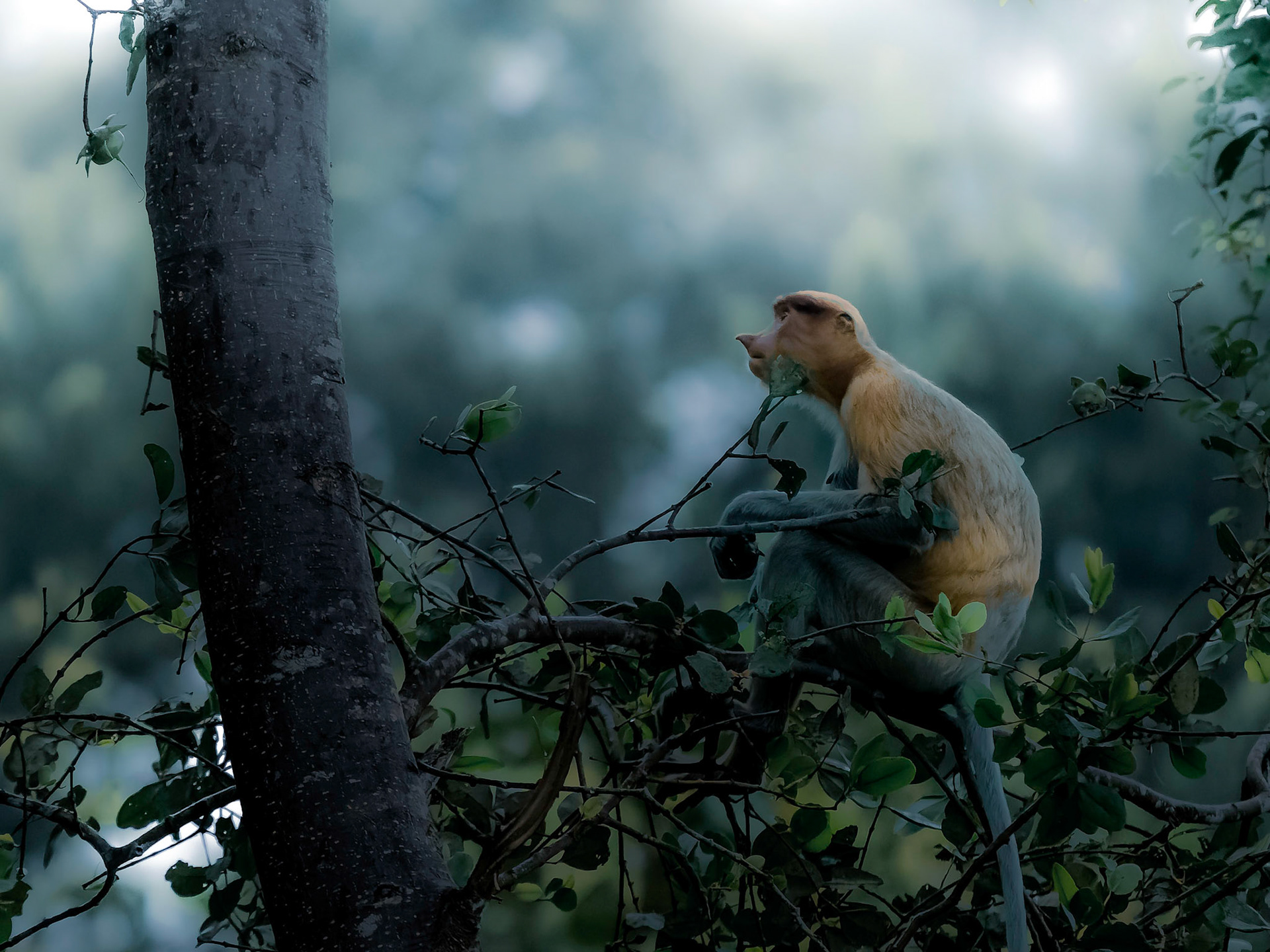 Female Proboscis Monkey