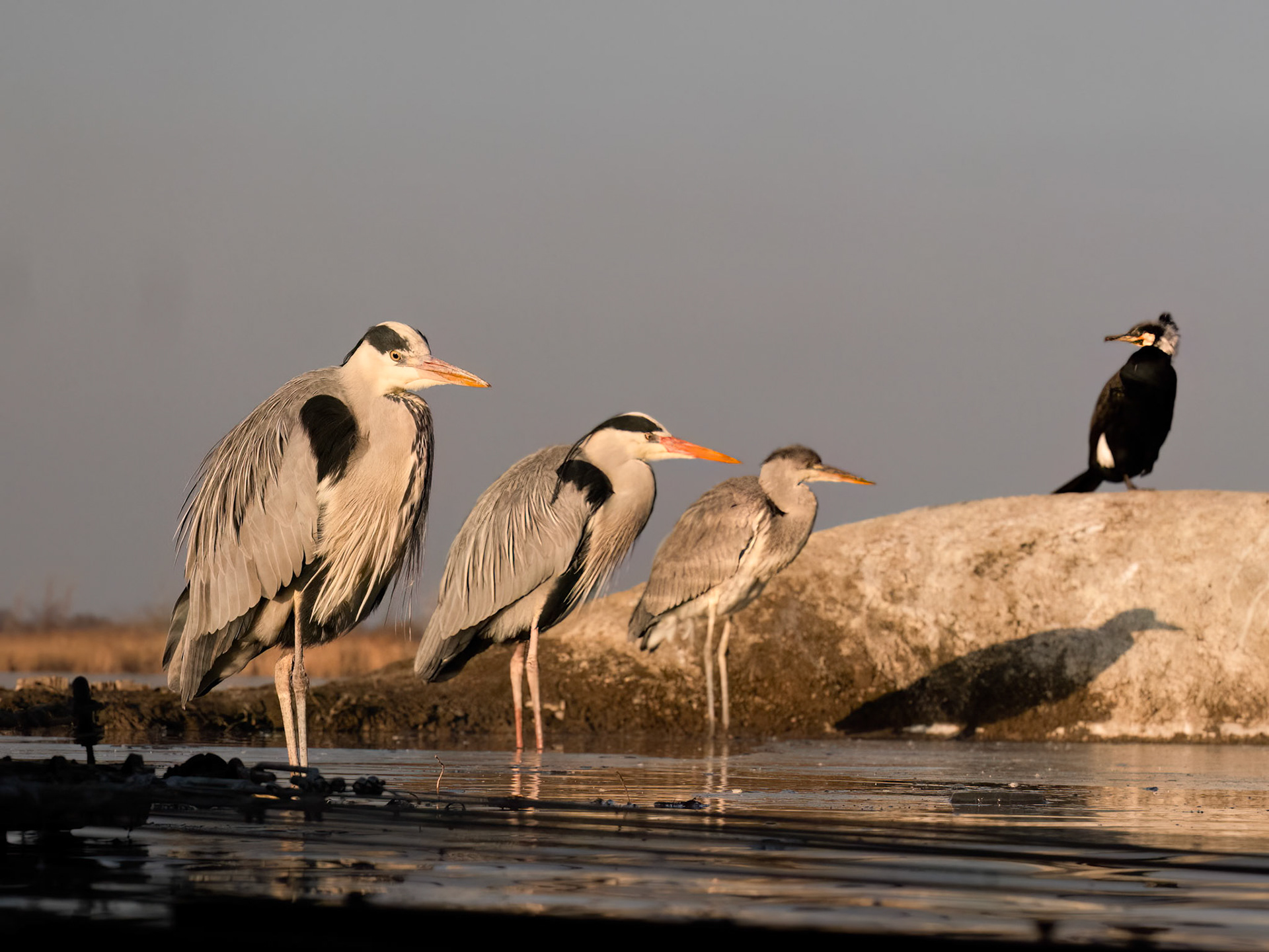 Three Grey Herons
