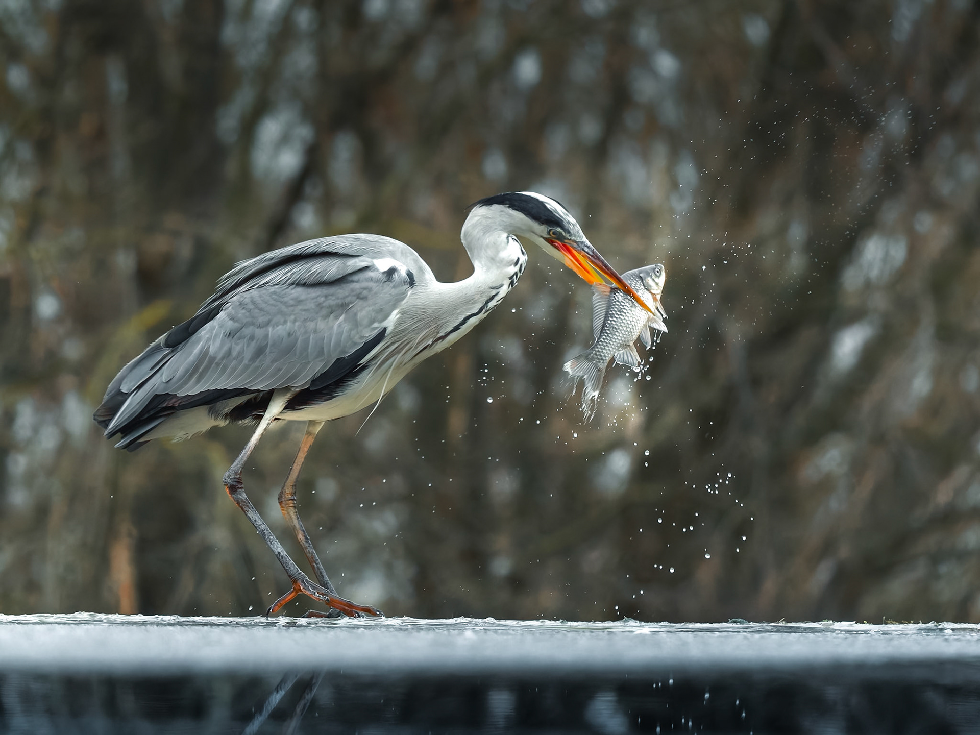 Grey Heron catching fish