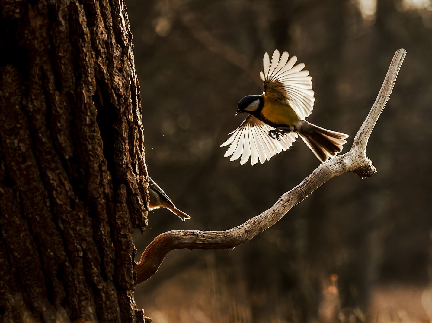 Great tit at Sunrise