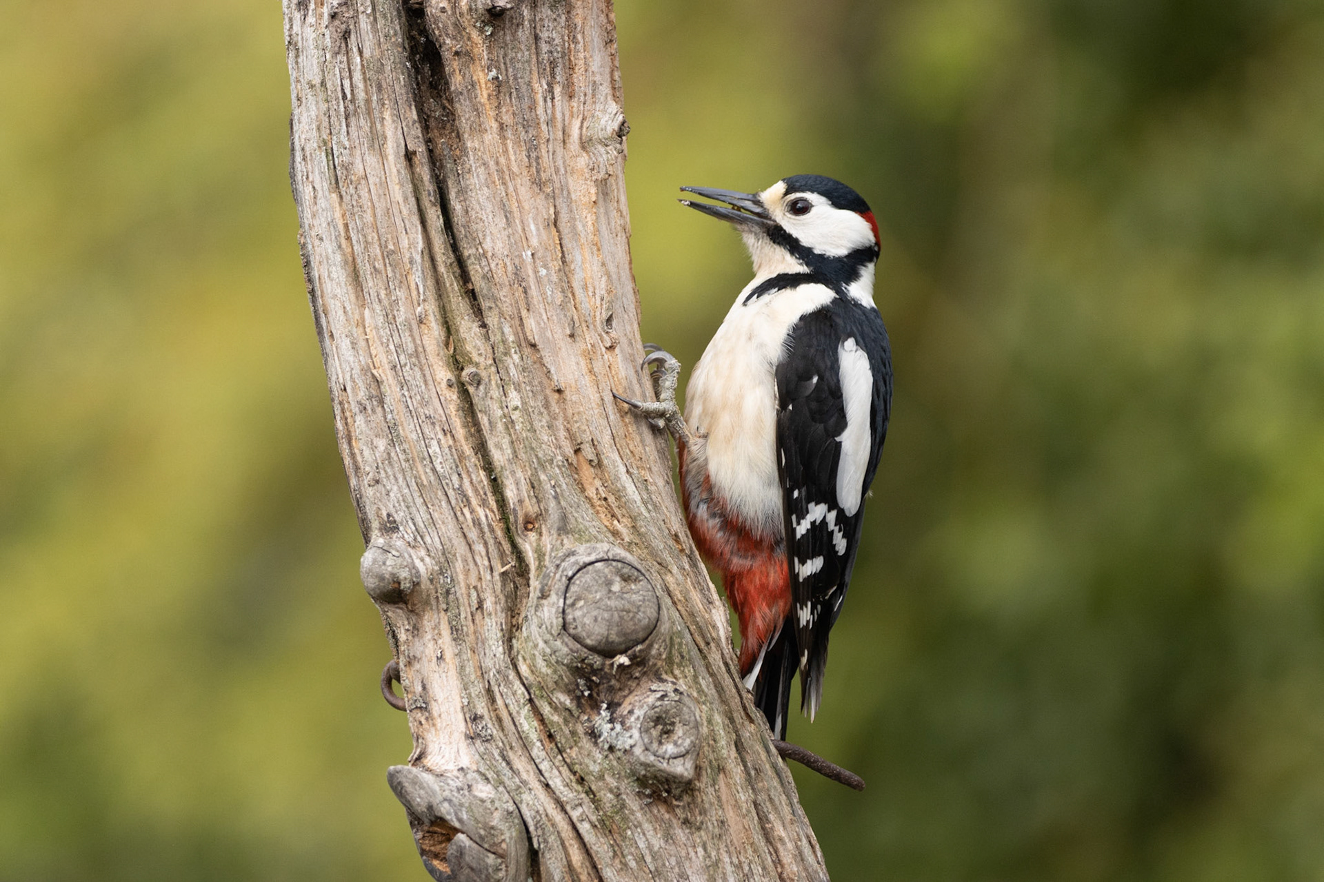 Great Spotted Woodpecker ( Dendrocopos major)